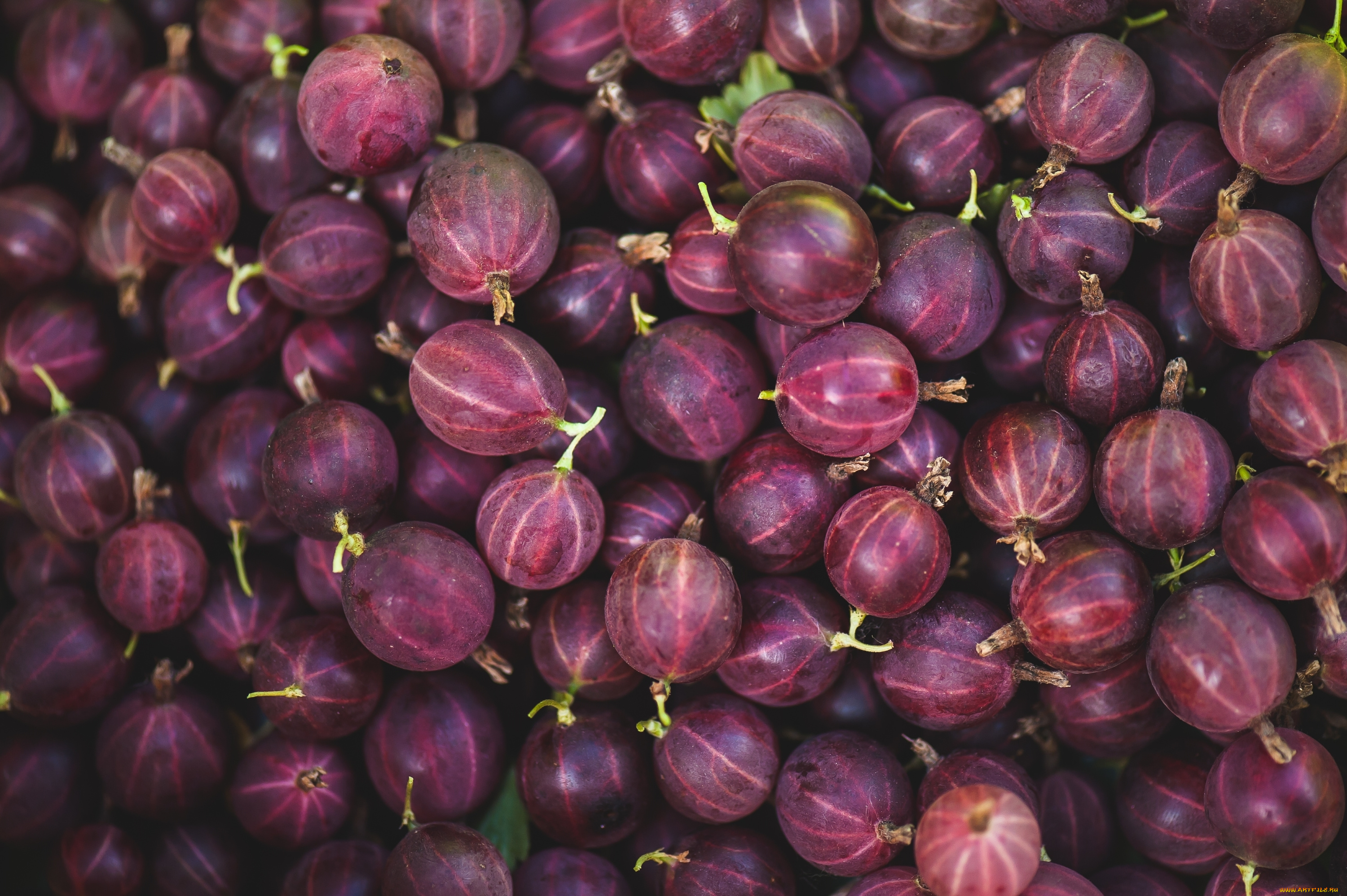 еда, крыжовник, ягоды, макро