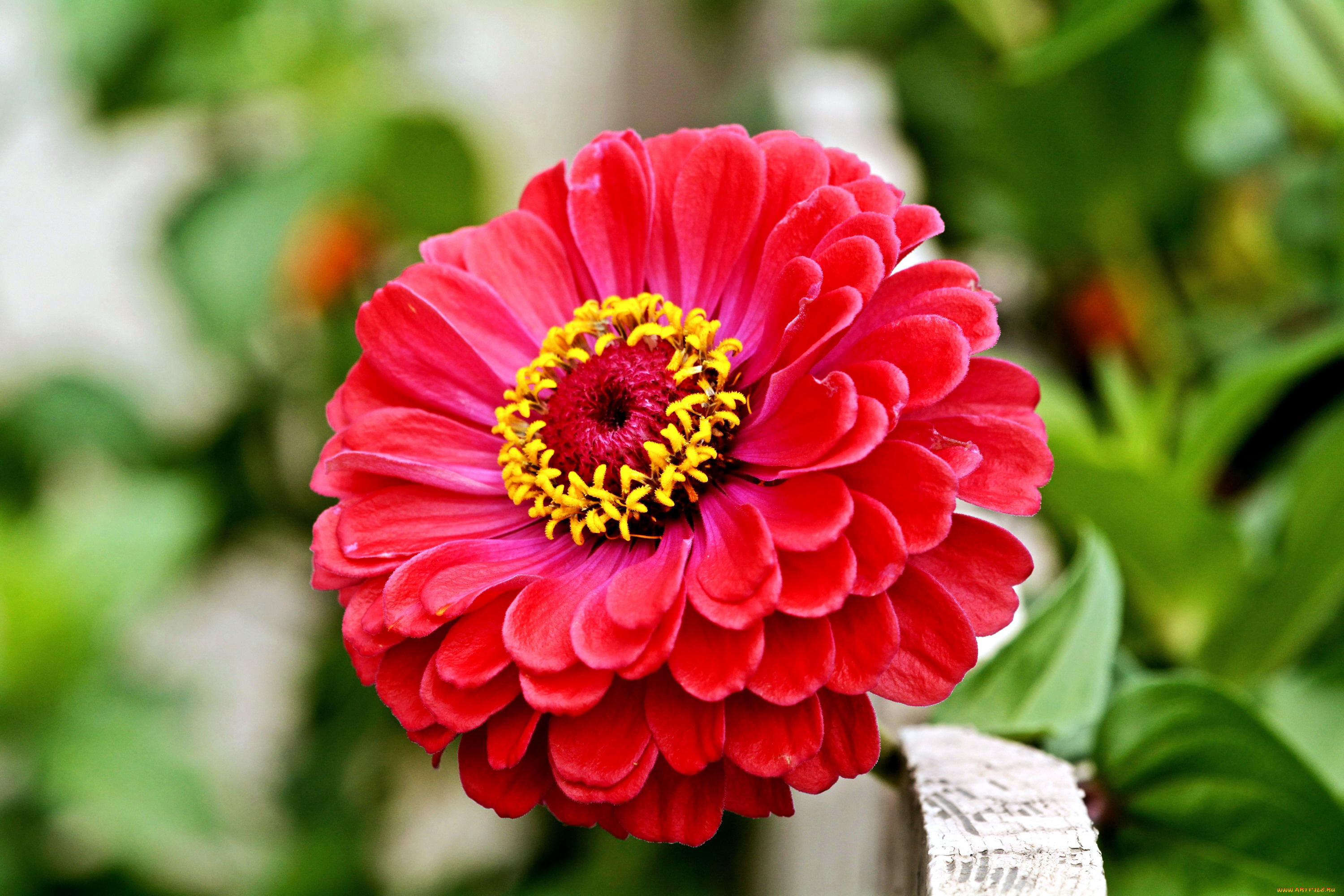 цветы, цинния, красный, макро