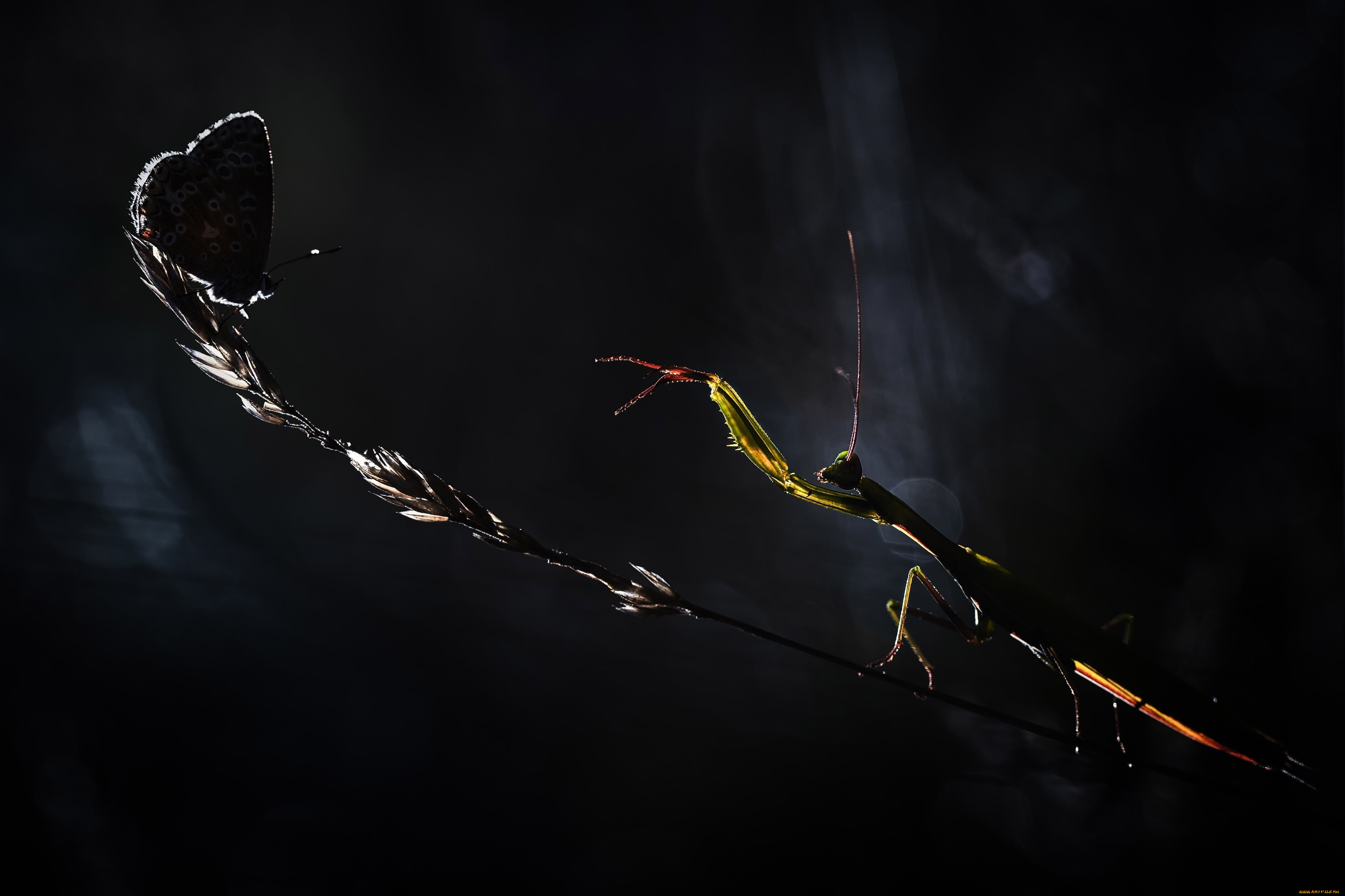 животные, разные, вместе, травинка, насекомые, бабочка, ночь, богомол