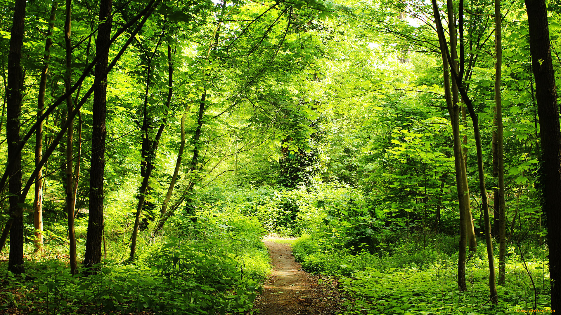 природа, дороги, тракт