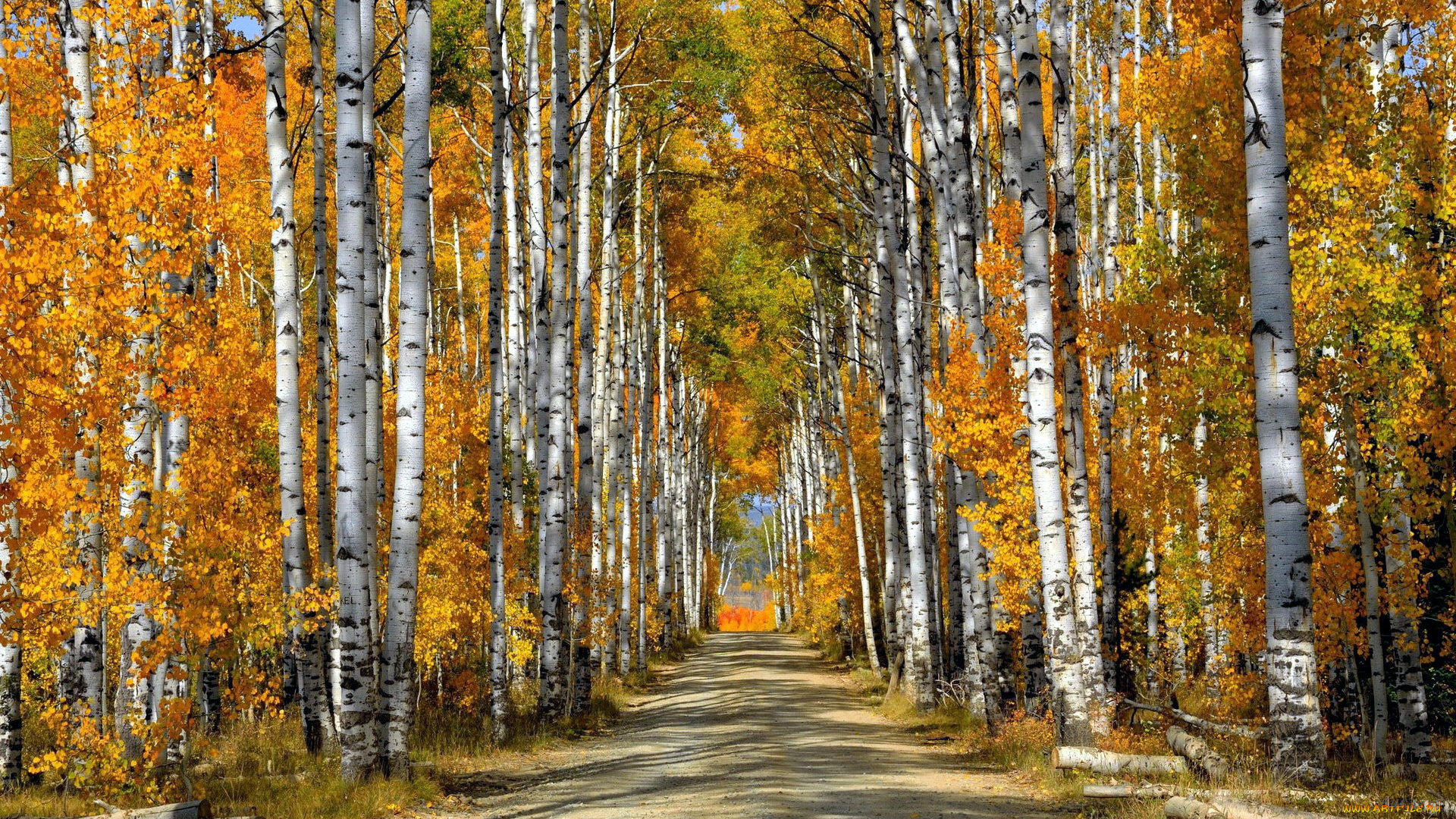 природа, лес, осень, березы, роща