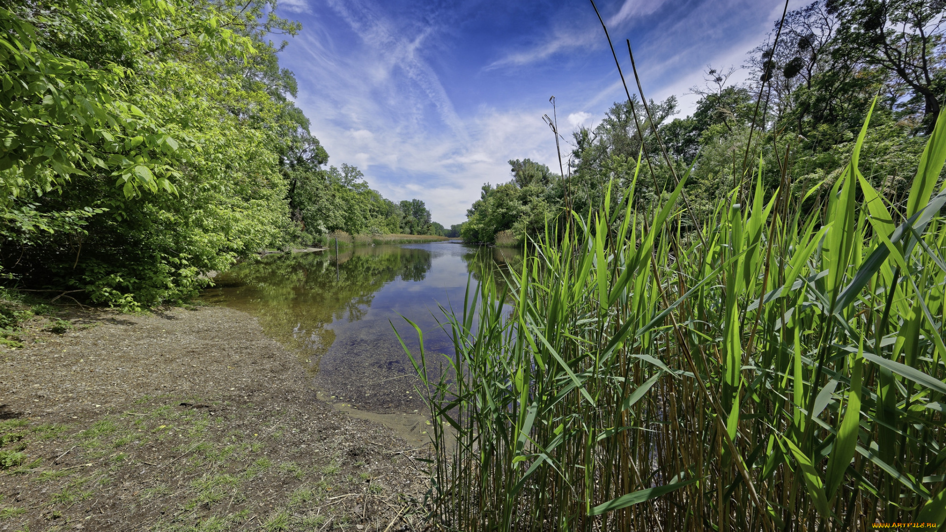 природа, реки, озера, лес, река
