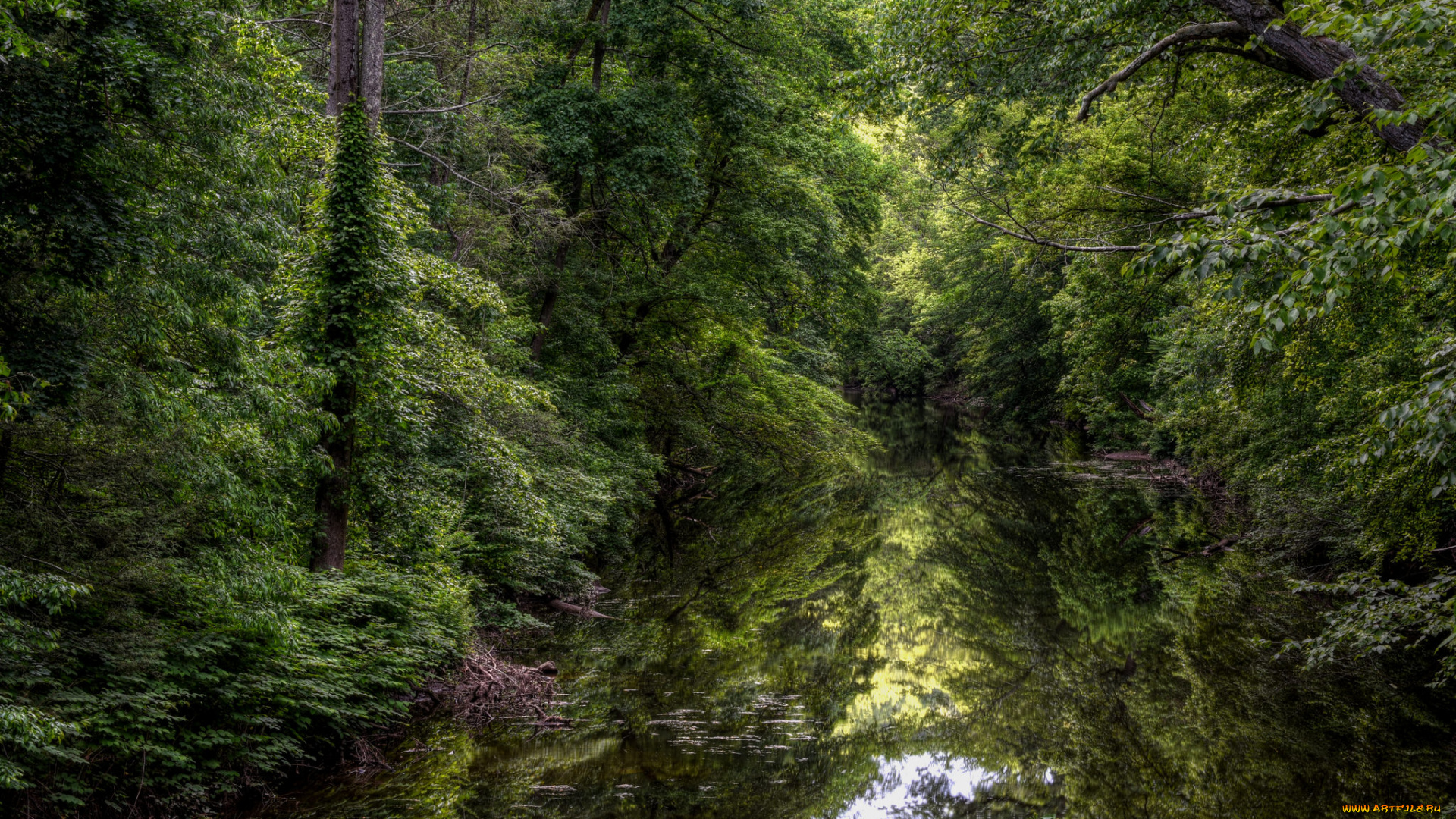 природа, реки, озера, лес, река