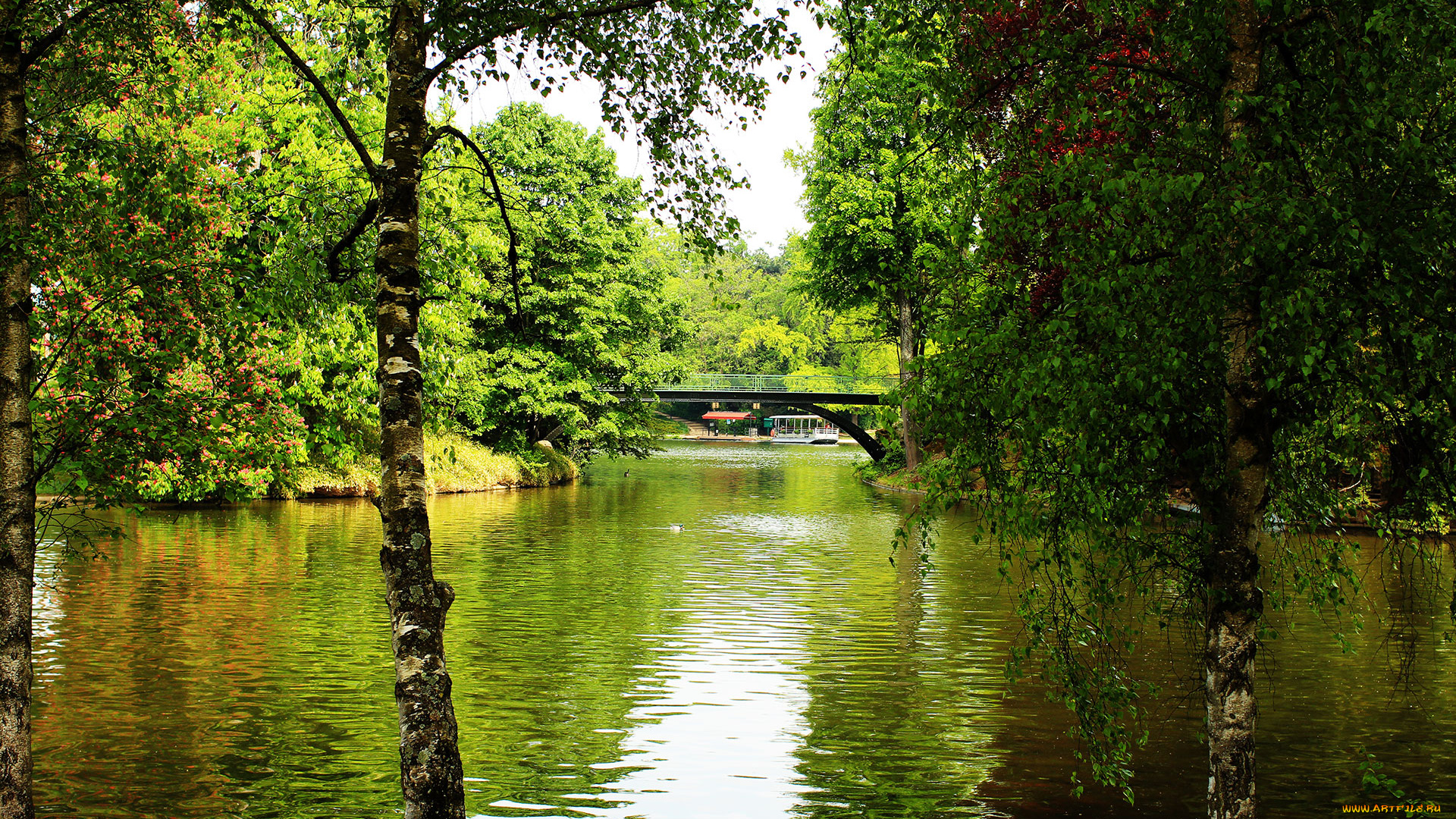 природа, реки, озера, река, лес