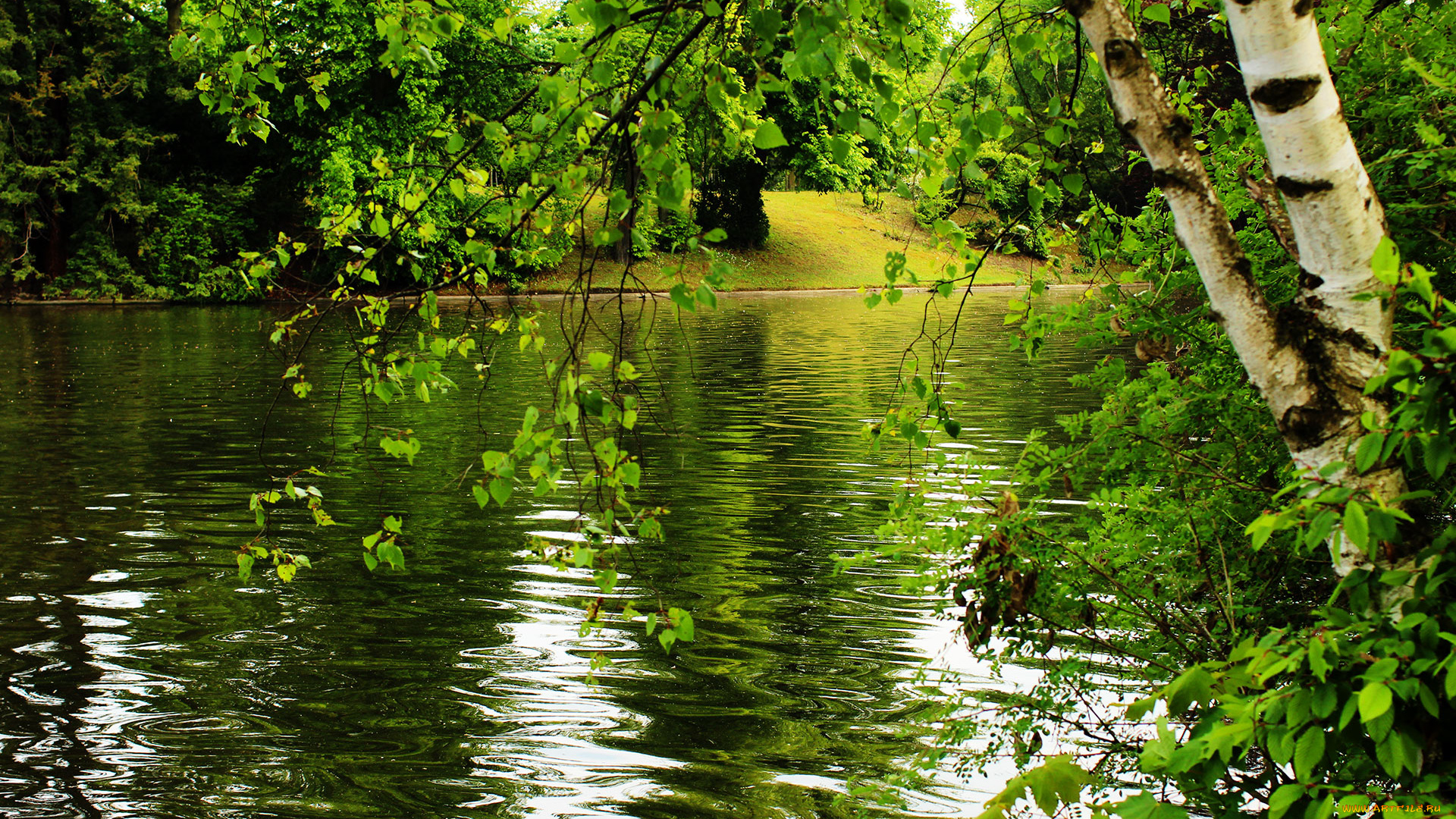 природа, реки, озера, река, лес