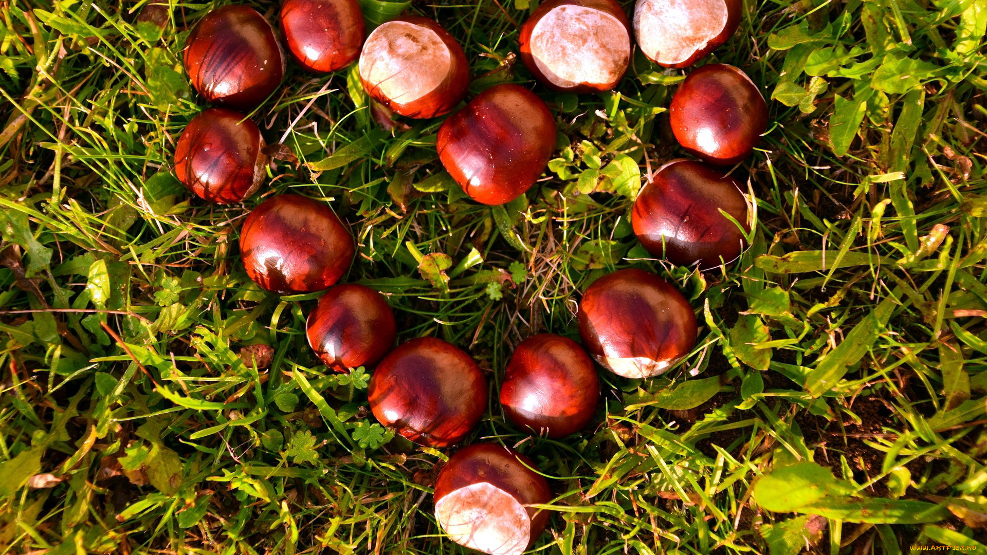 природа, шишки, , жёлуди, , каштаны, сердце, каштаны