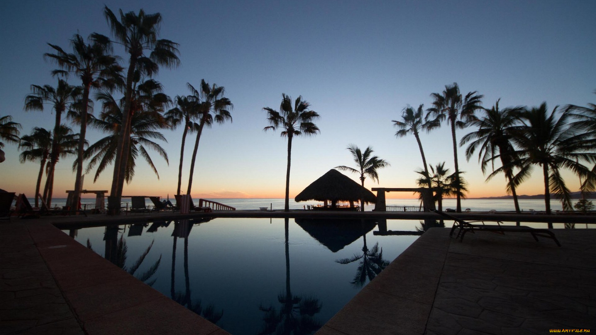 природа, тропики, вода, пальма