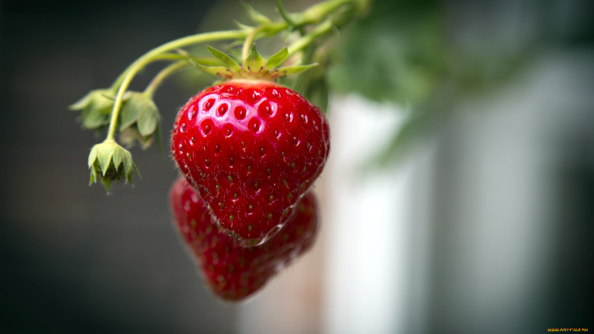 природа, Ягоды, клубника