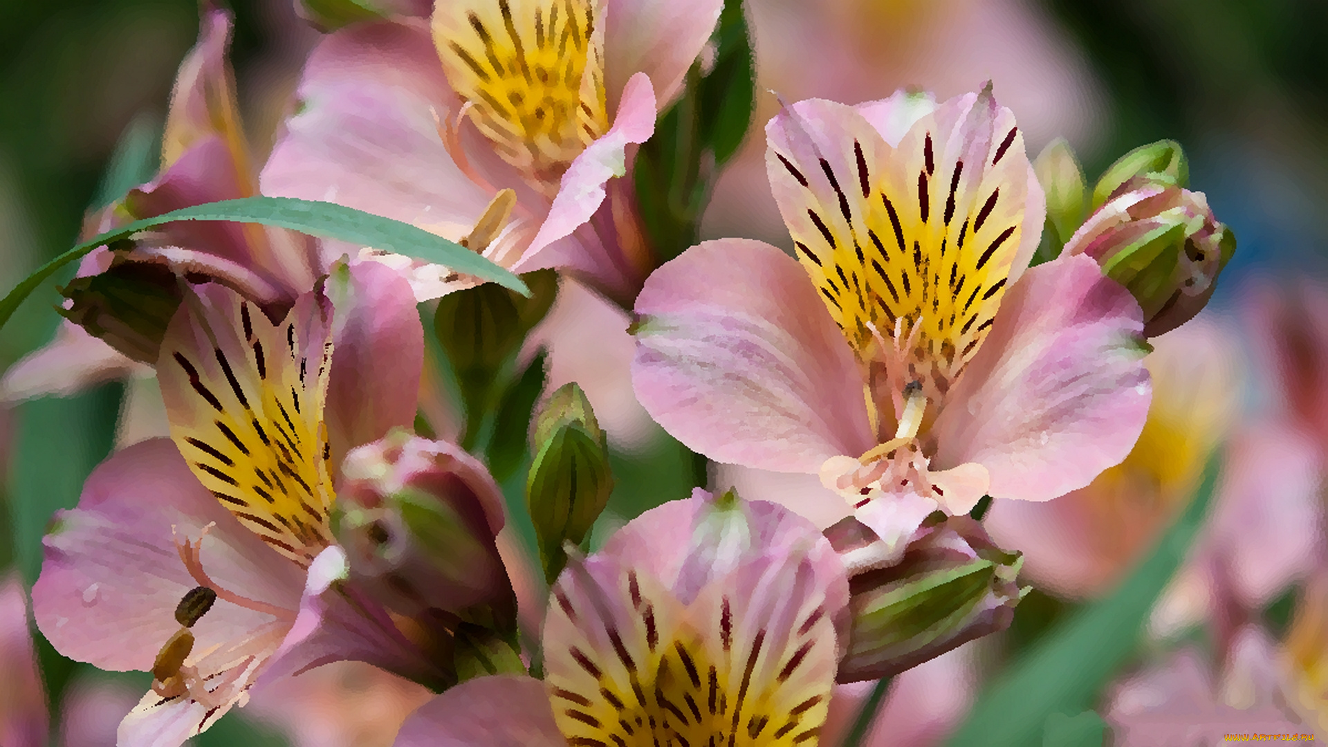 разное, компьютерный, дизайн, цветы