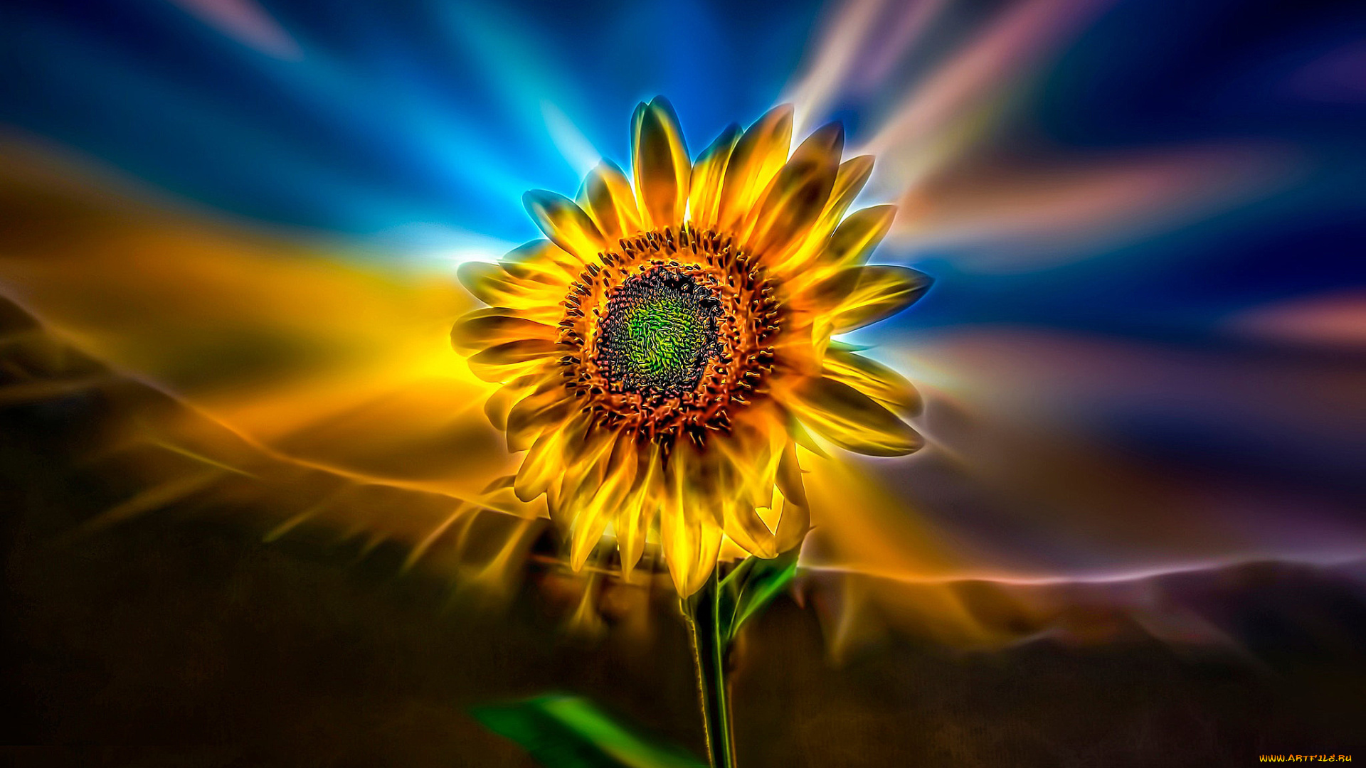 разное, компьютерный, дизайн, подсолнечник, подсолнух, цветок, art, искусство