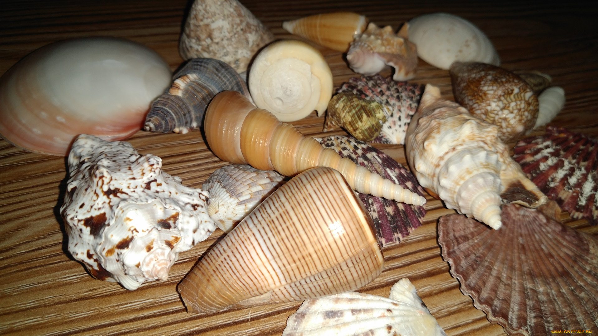 разное, ракушки, , кораллы, , декоративные, и, spa-камни