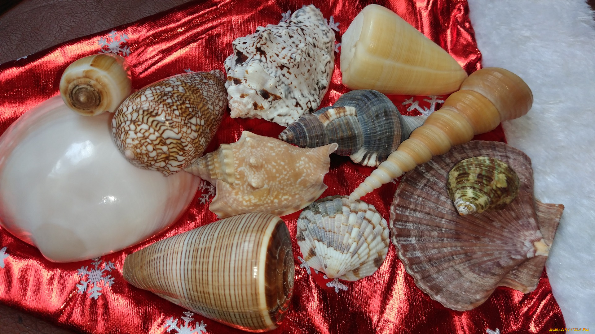 разное, ракушки, , кораллы, , декоративные, и, spa-камни