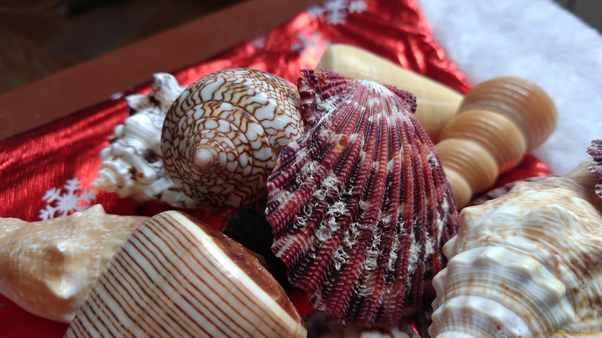 разное, ракушки, , кораллы, , декоративные, и, spa-камни