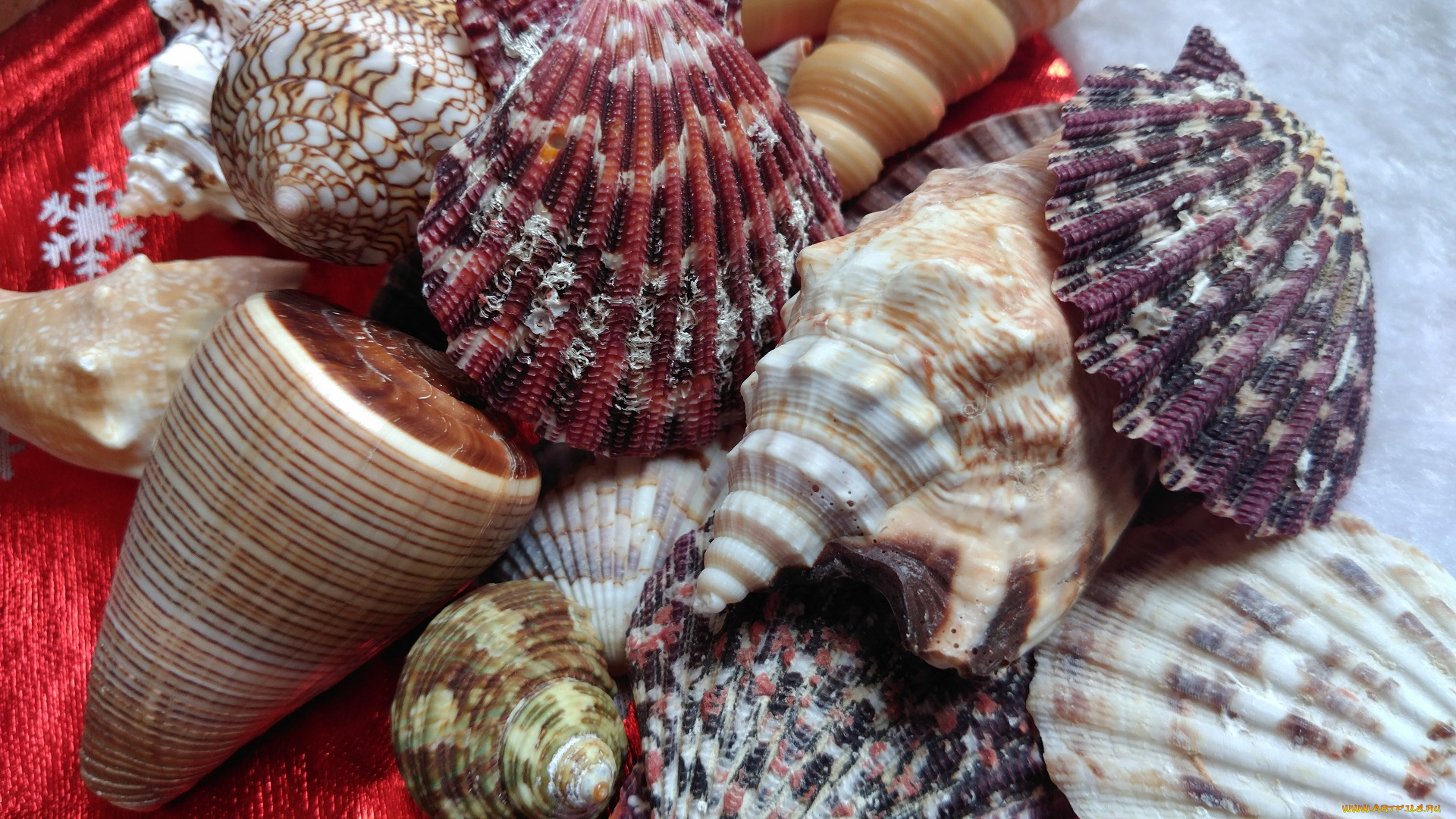 разное, ракушки, , кораллы, , декоративные, и, spa-камни