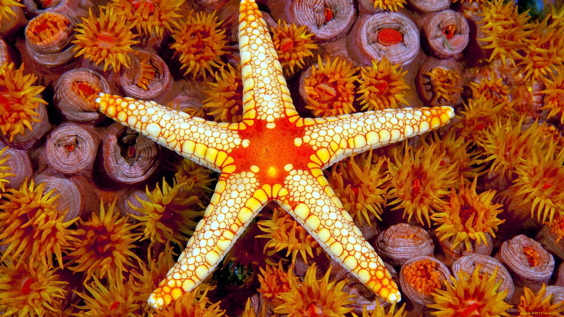 животные, морские, звёзды, морская, звезда