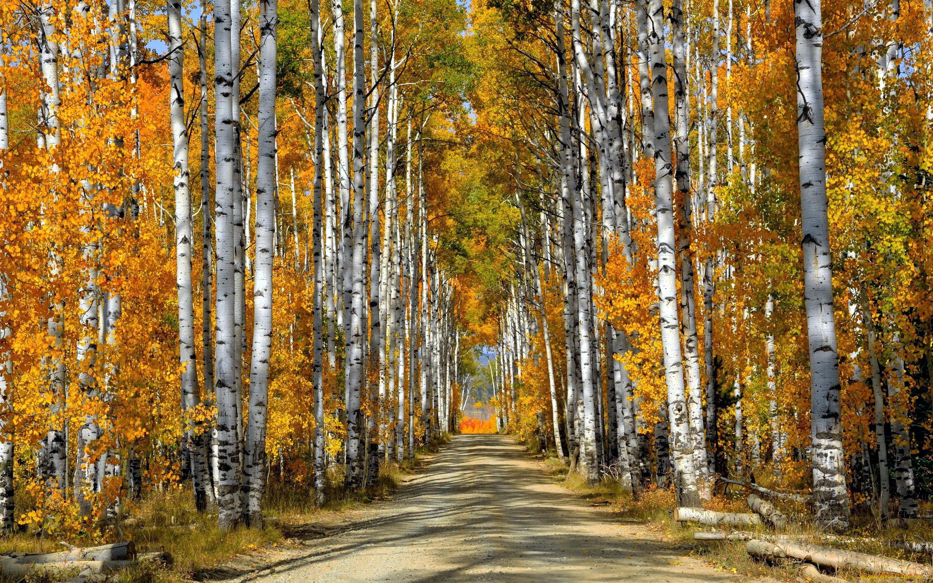 природа, лес, осень, березы, роща