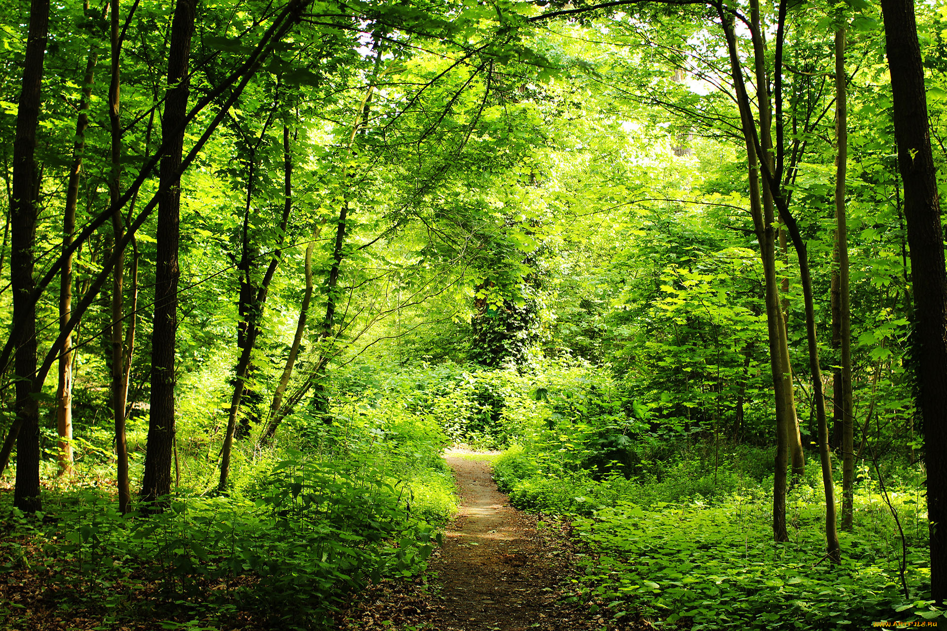 природа, дороги, тракт