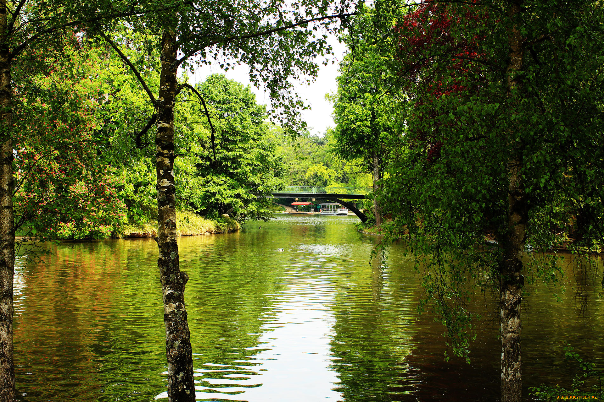 природа, реки, озера, река, лес