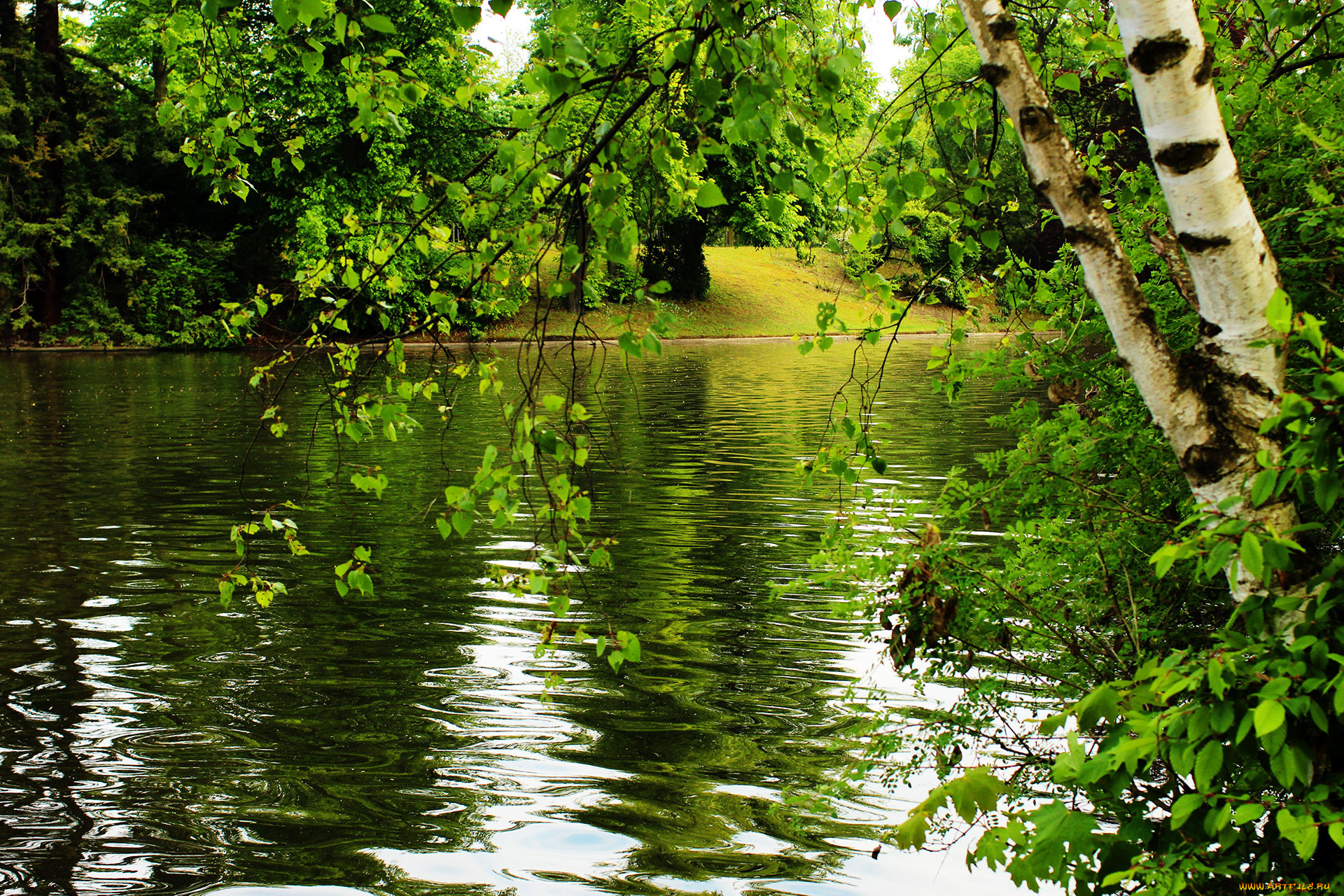 природа, реки, озера, река, лес