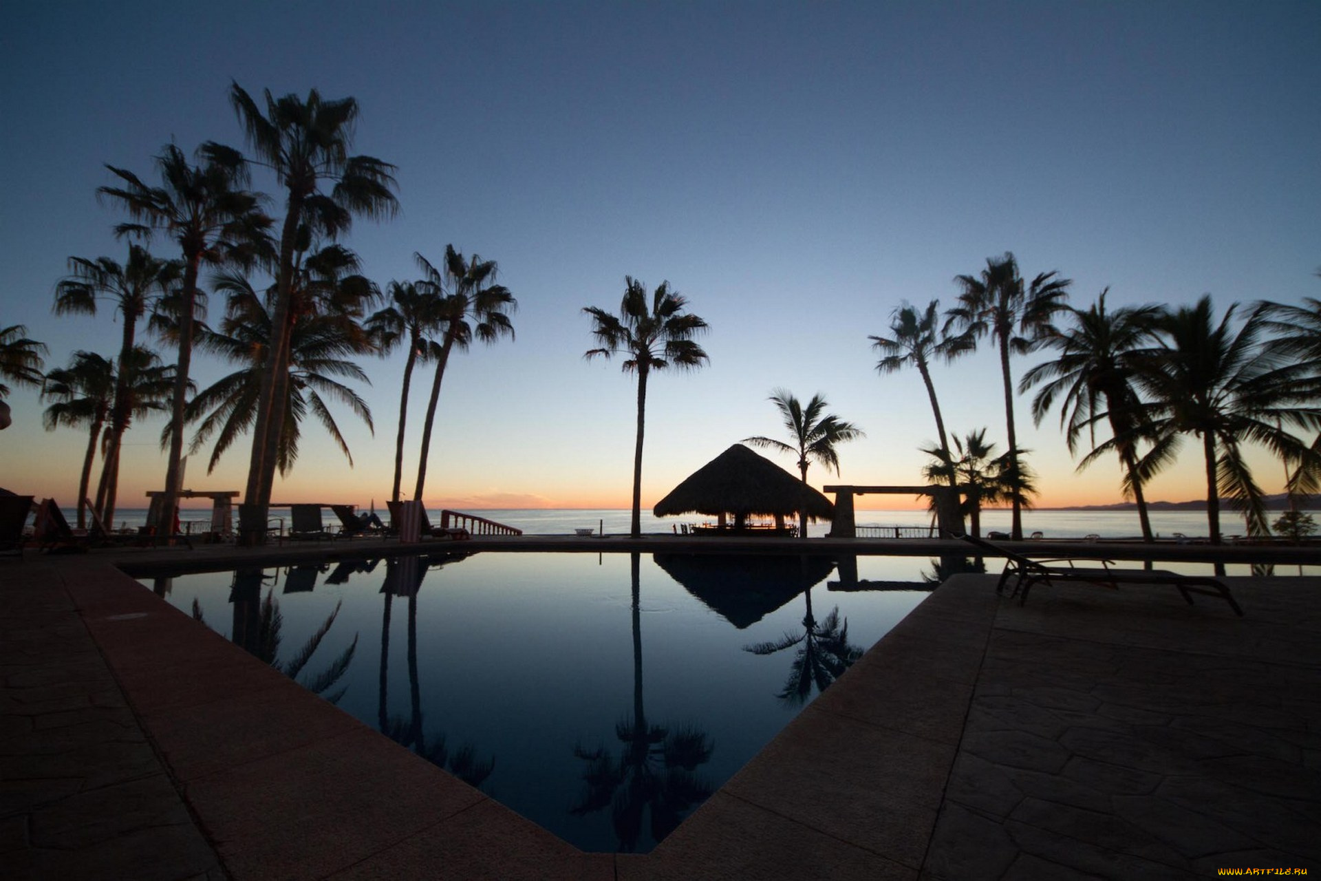 природа, тропики, вода, пальма