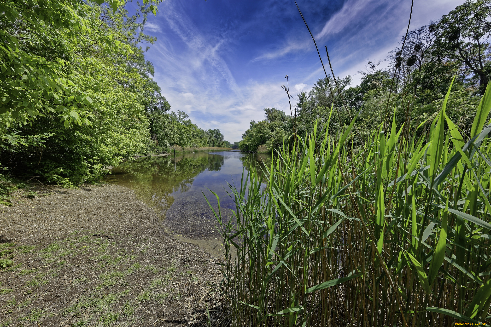 природа, реки, озера, лес, река