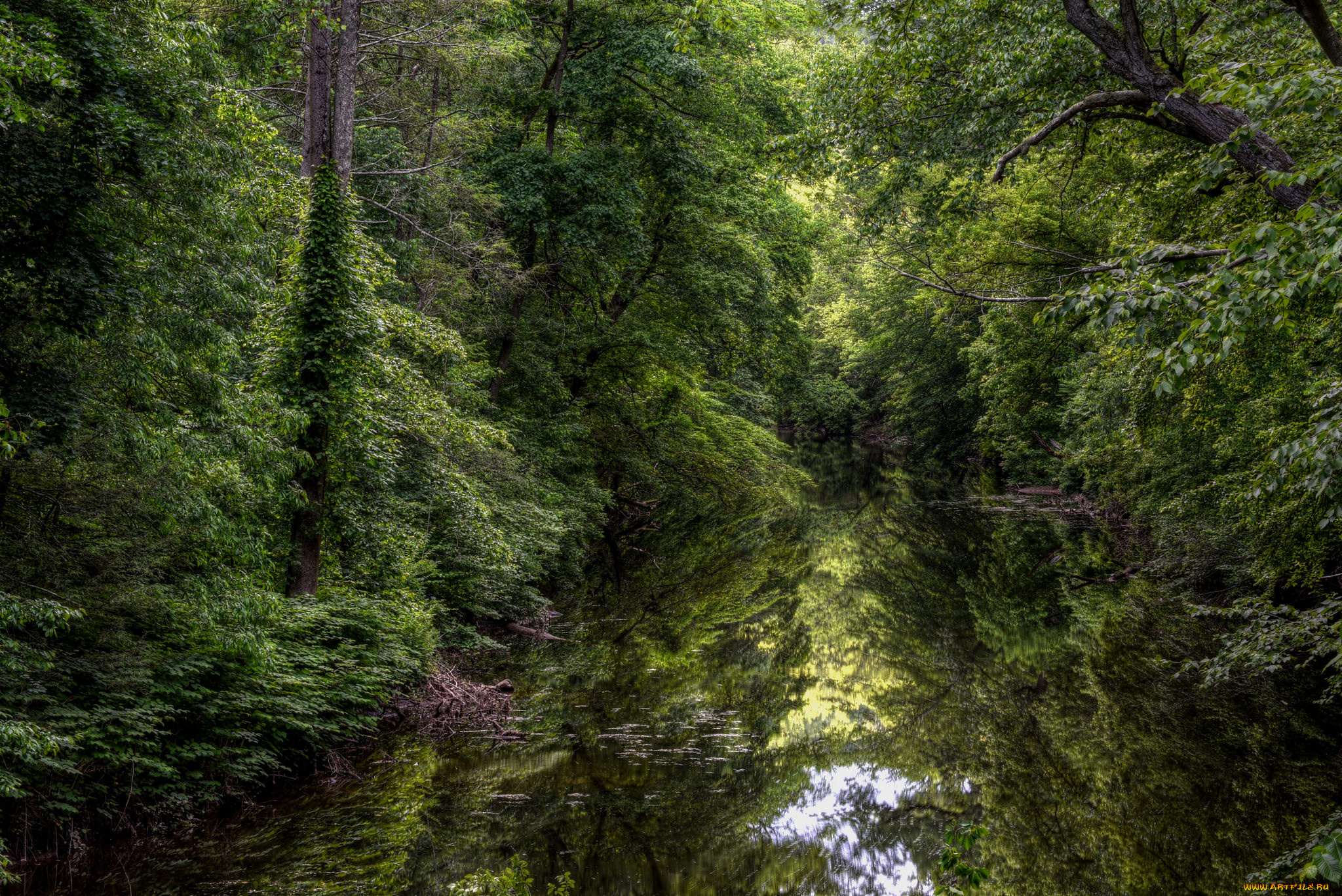 природа, реки, озера, лес, река