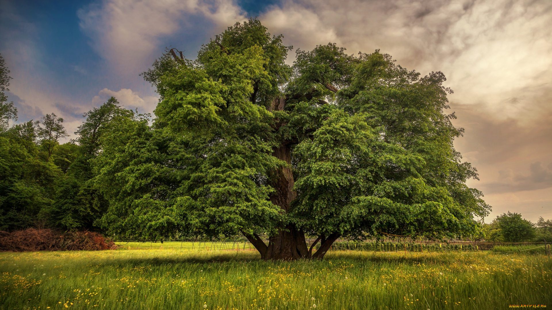 природа, деревья, дерево, трава, луг, крона