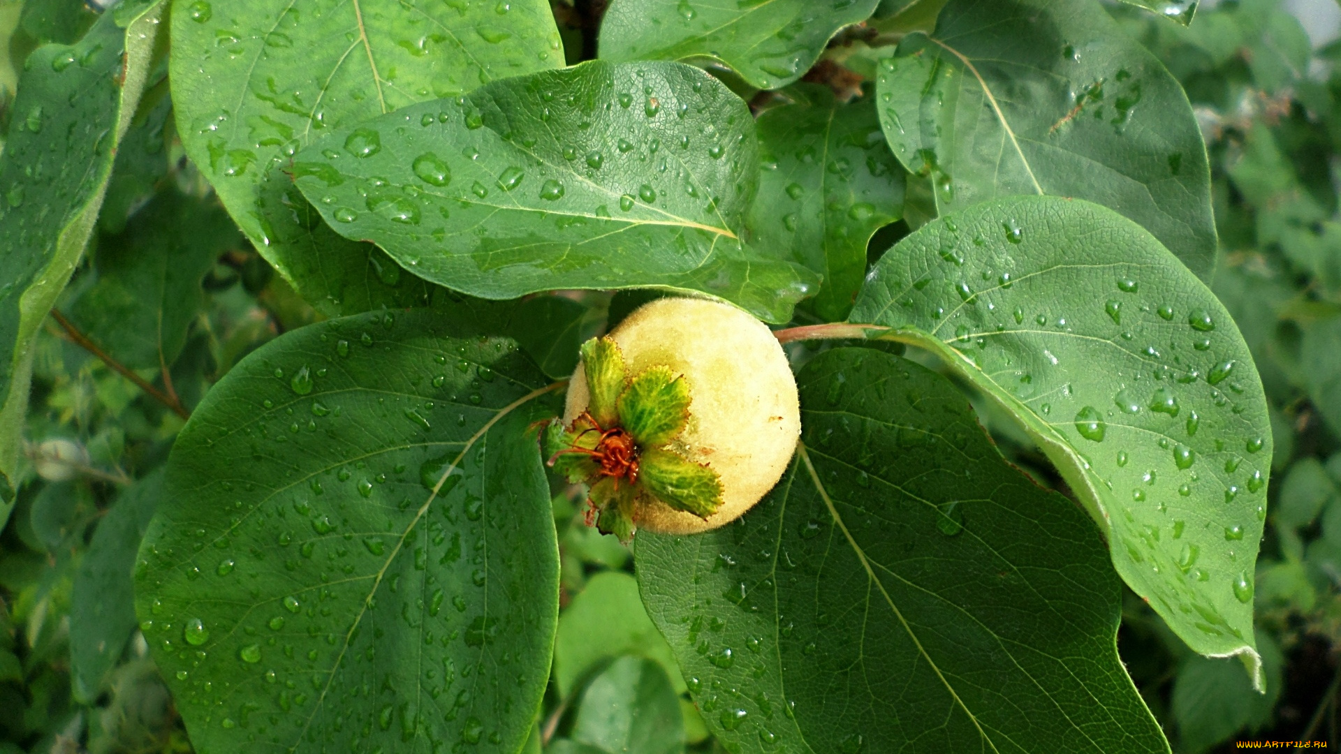 природа, плоды, айва