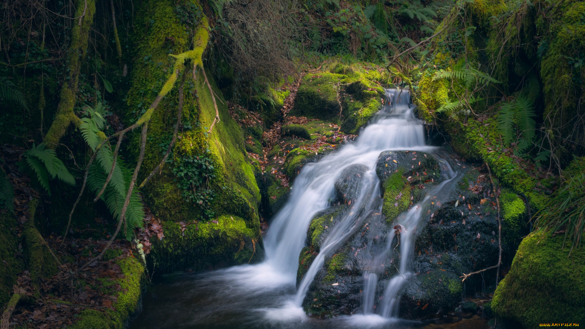 природа, реки, озера, вода, мох, ручей, камни
