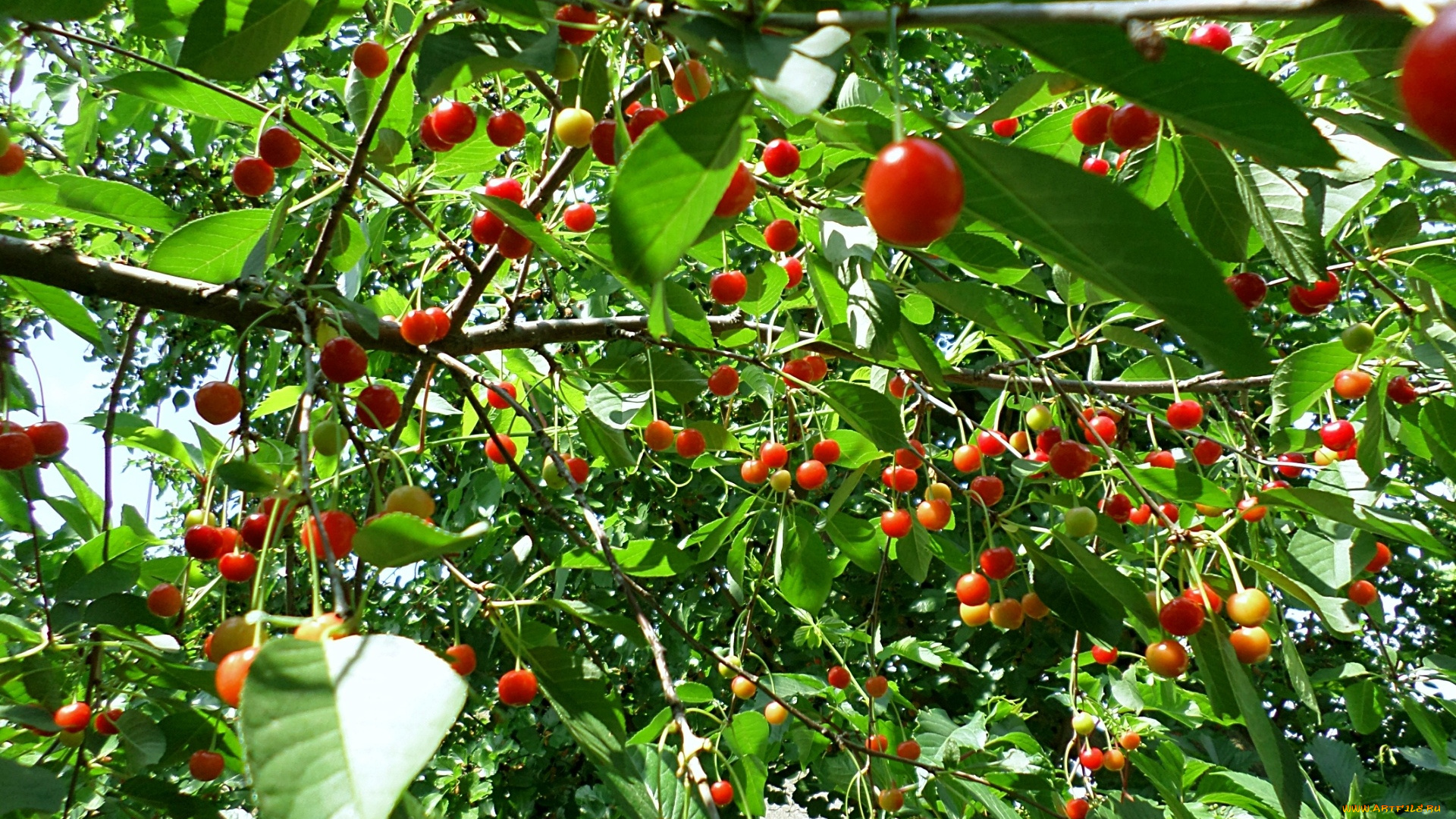 природа, Ягоды, вишня, созревание