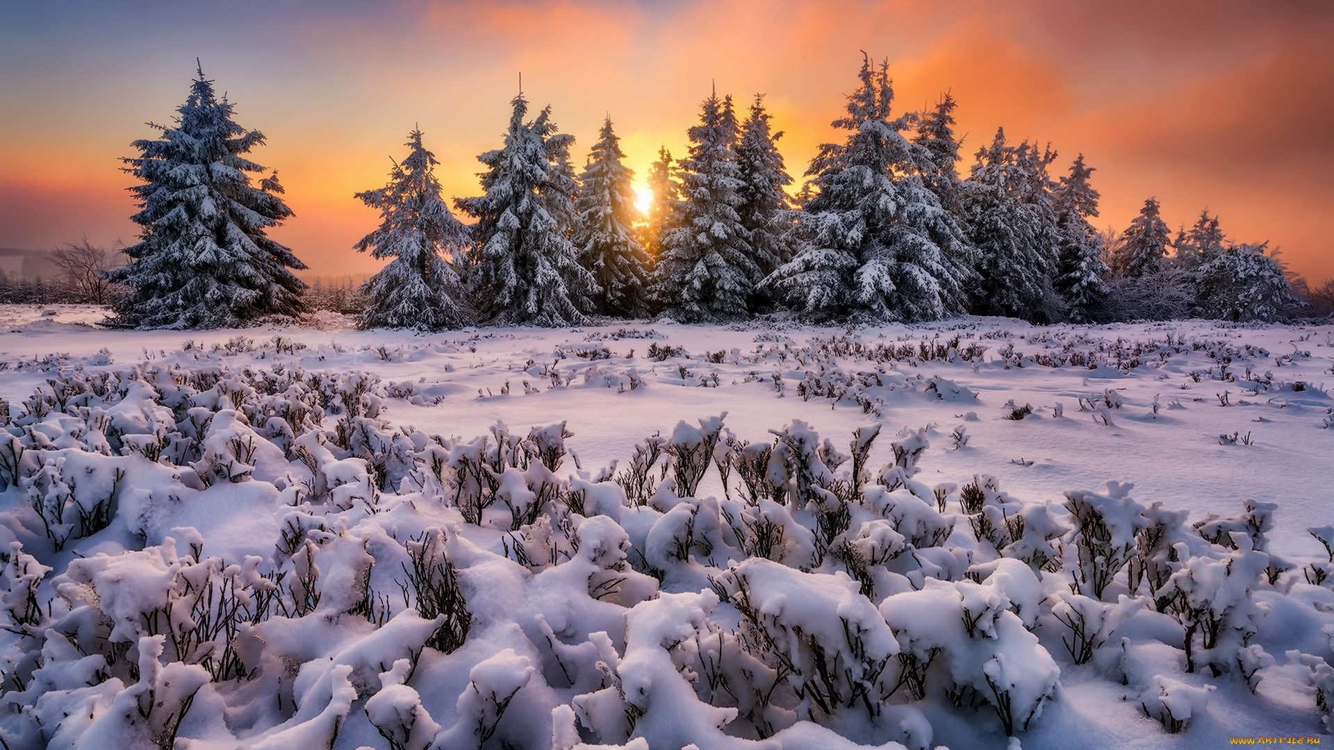 природа, зима, деревья, закат, снег