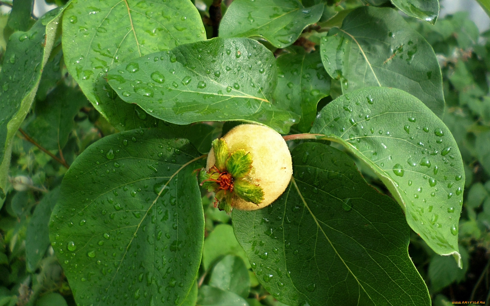 природа, плоды, айва