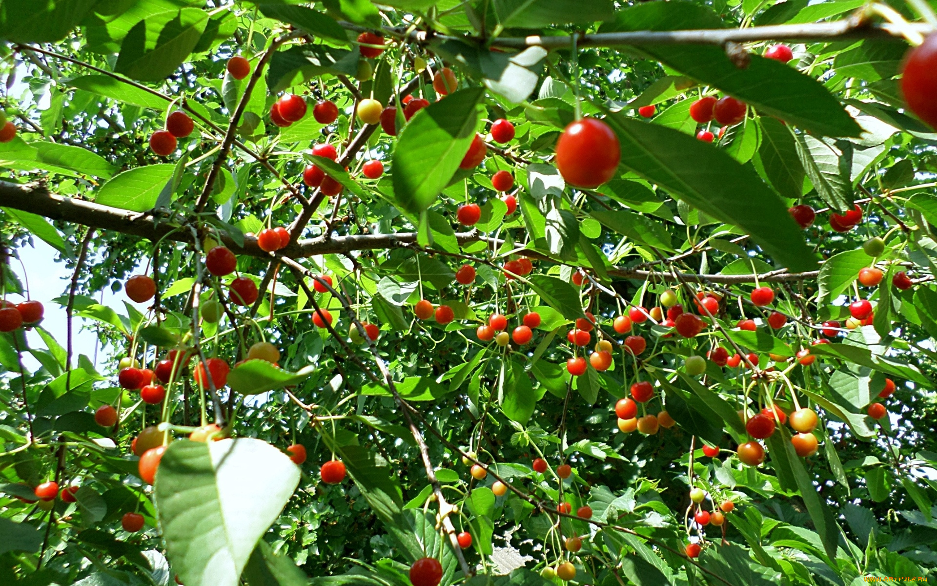 природа, Ягоды, вишня, созревание