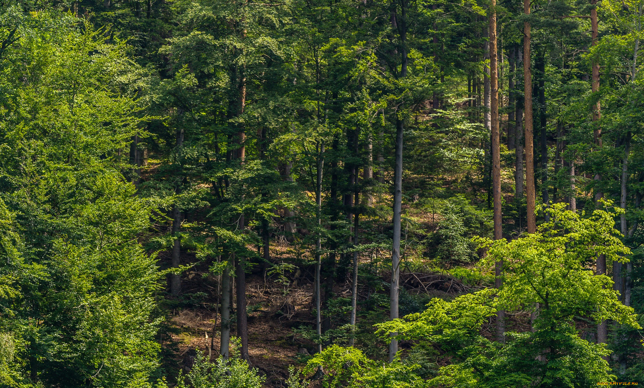 природа, лес, schwarzwald, склон, германия, деревья, зелень, лето, солнце