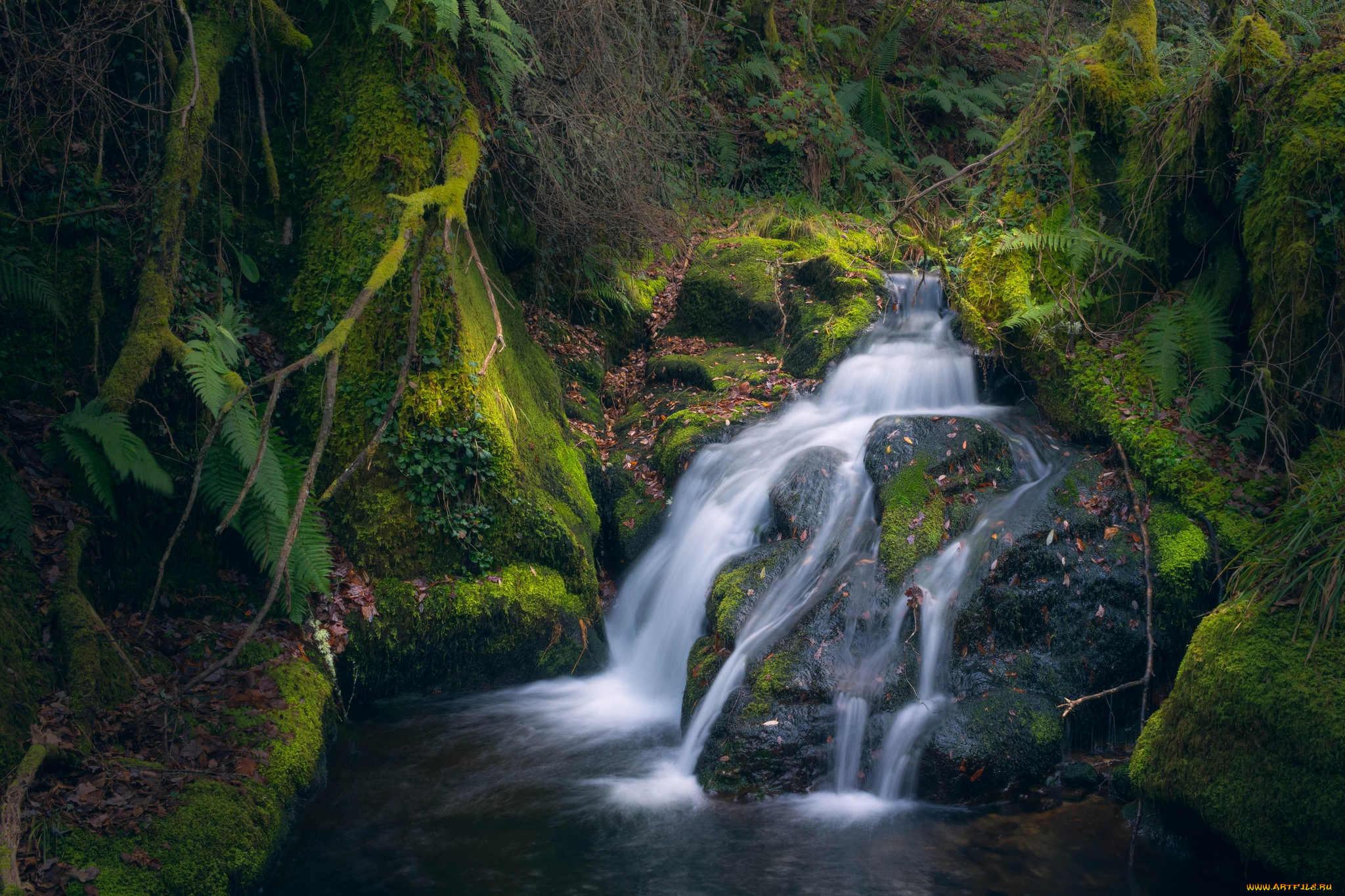 природа, реки, озера, вода, мох, ручей, камни