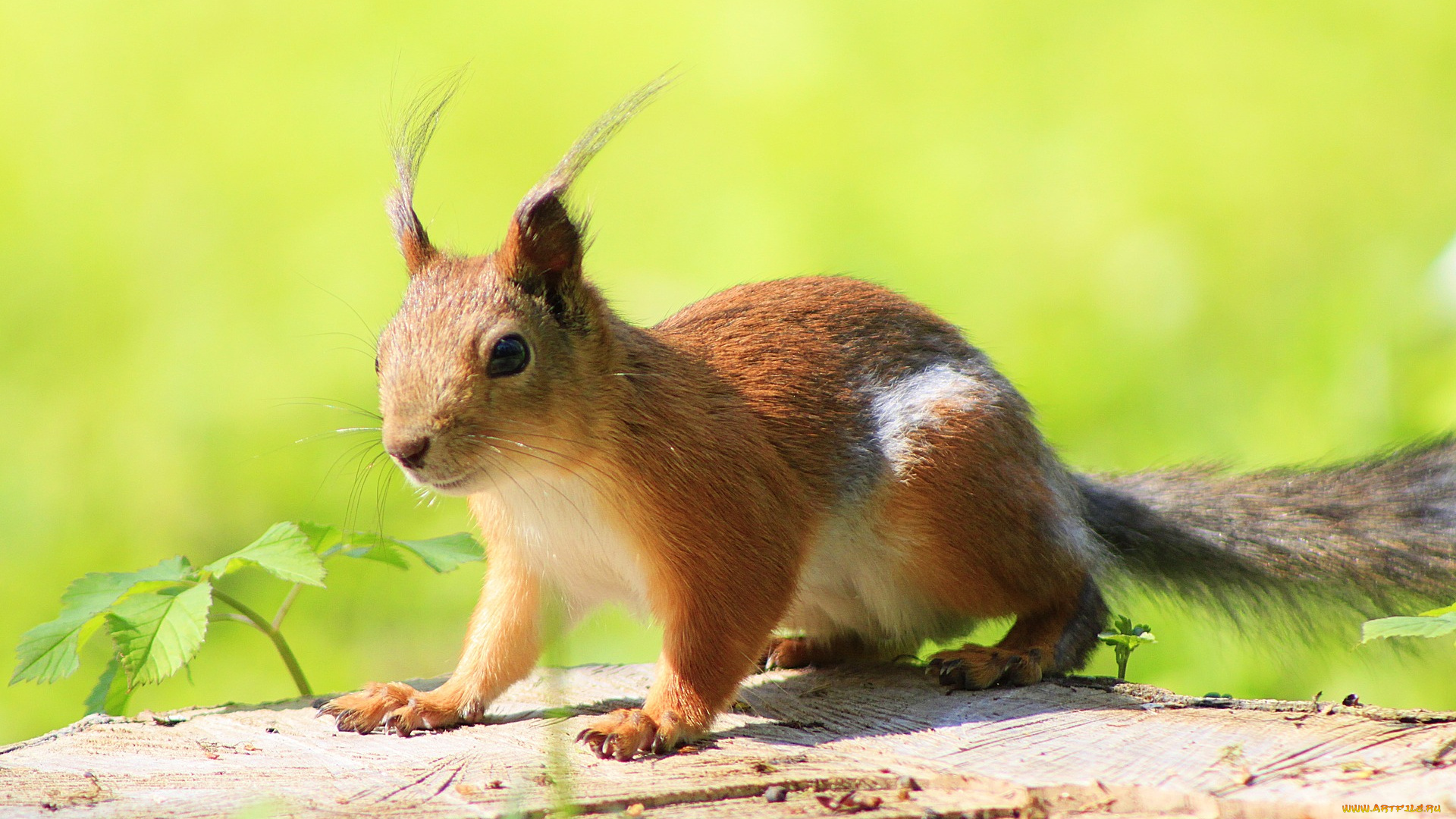 животные, белки, белка, животное, парк