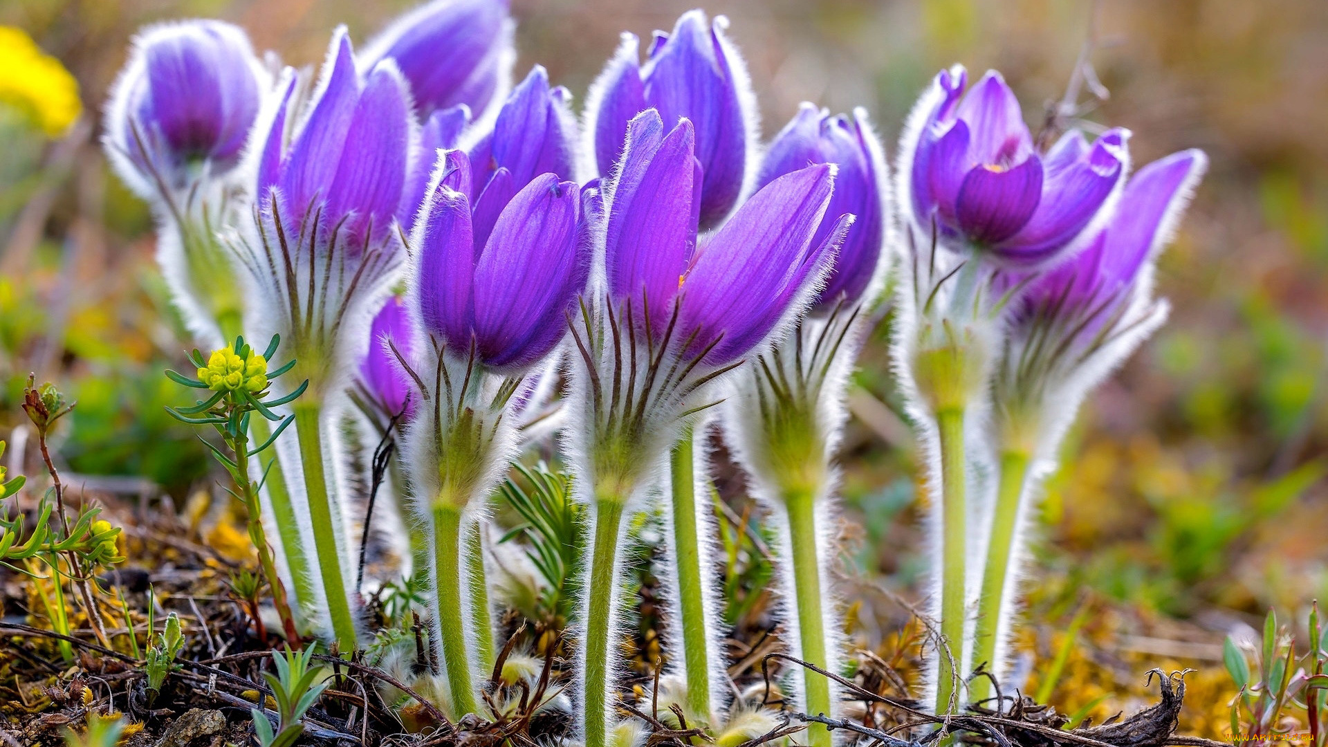 цветы, анемоны, , сон-трава, сон-трава