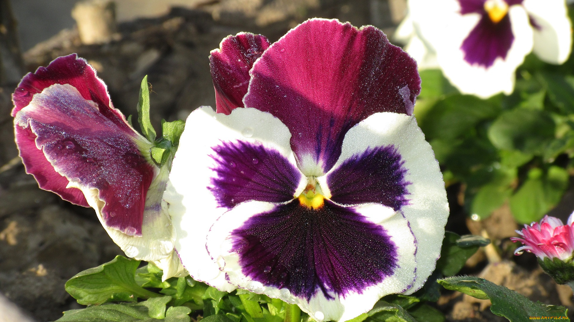 цветы, анютины, глазки, , садовые, фиалки, анютины, глазки