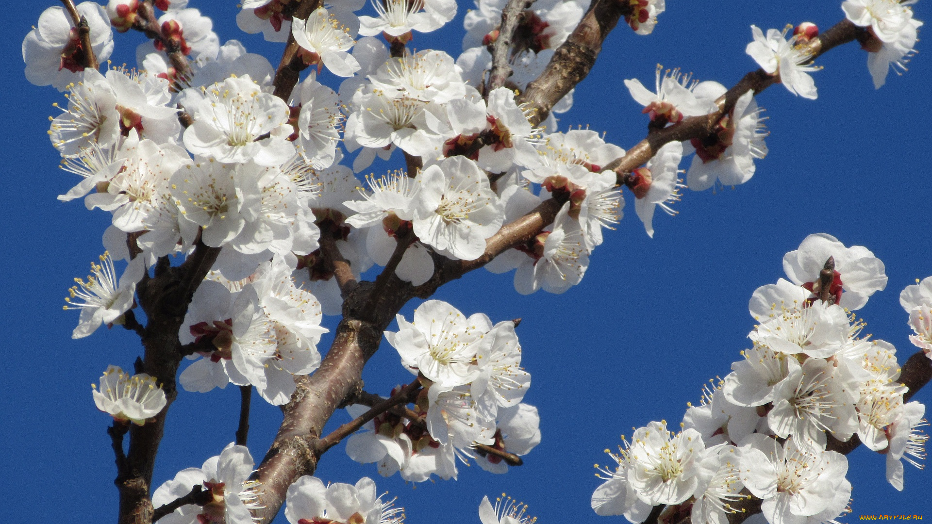 цветы, цветущие, деревья, , , кустарники, абрикос