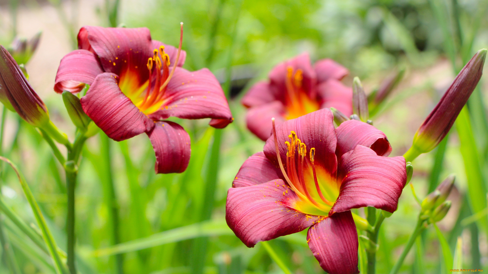 цветы, лилии, , лилейники, лилейники