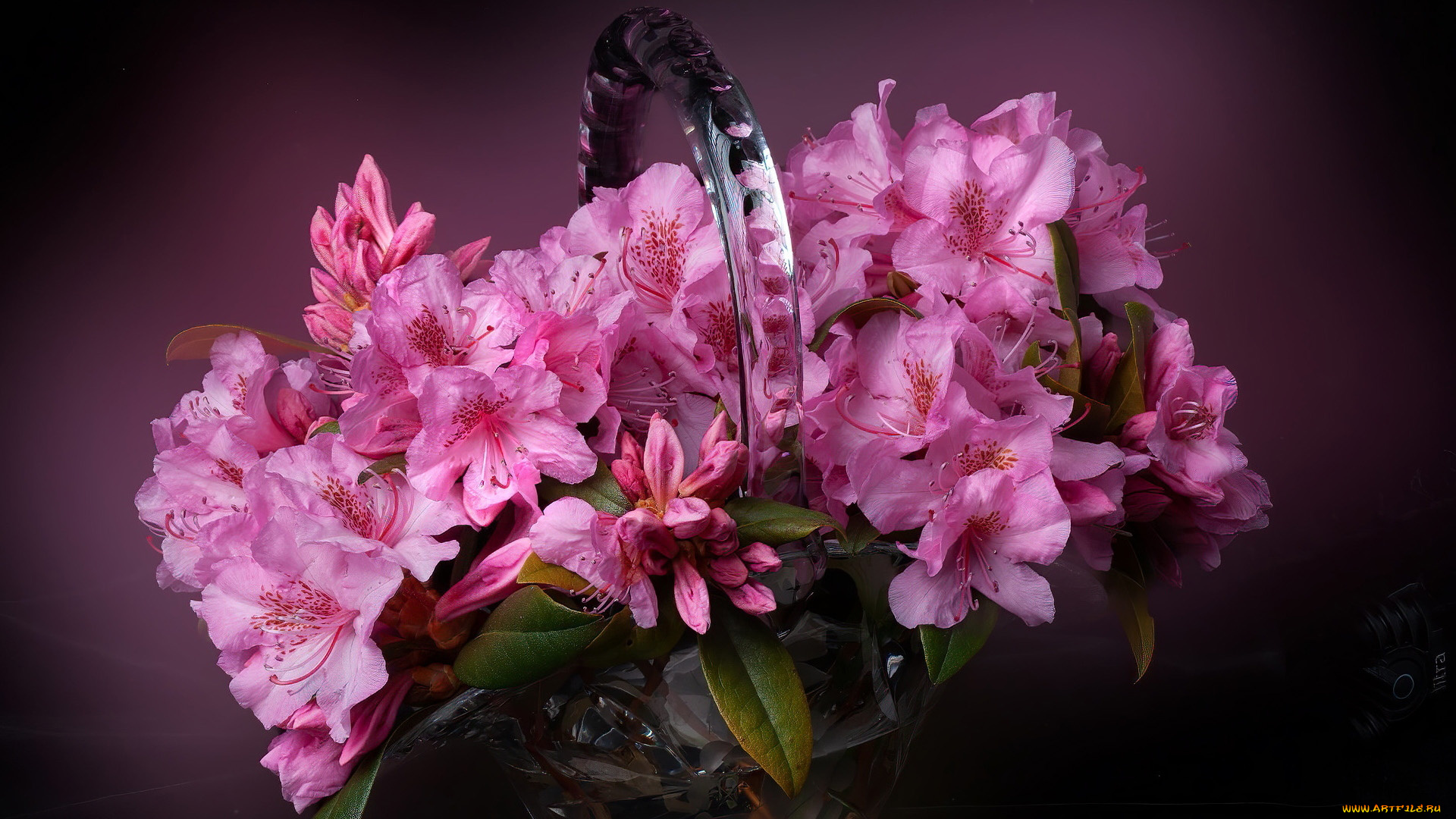 цветы, рододендроны, , азалии, азалия