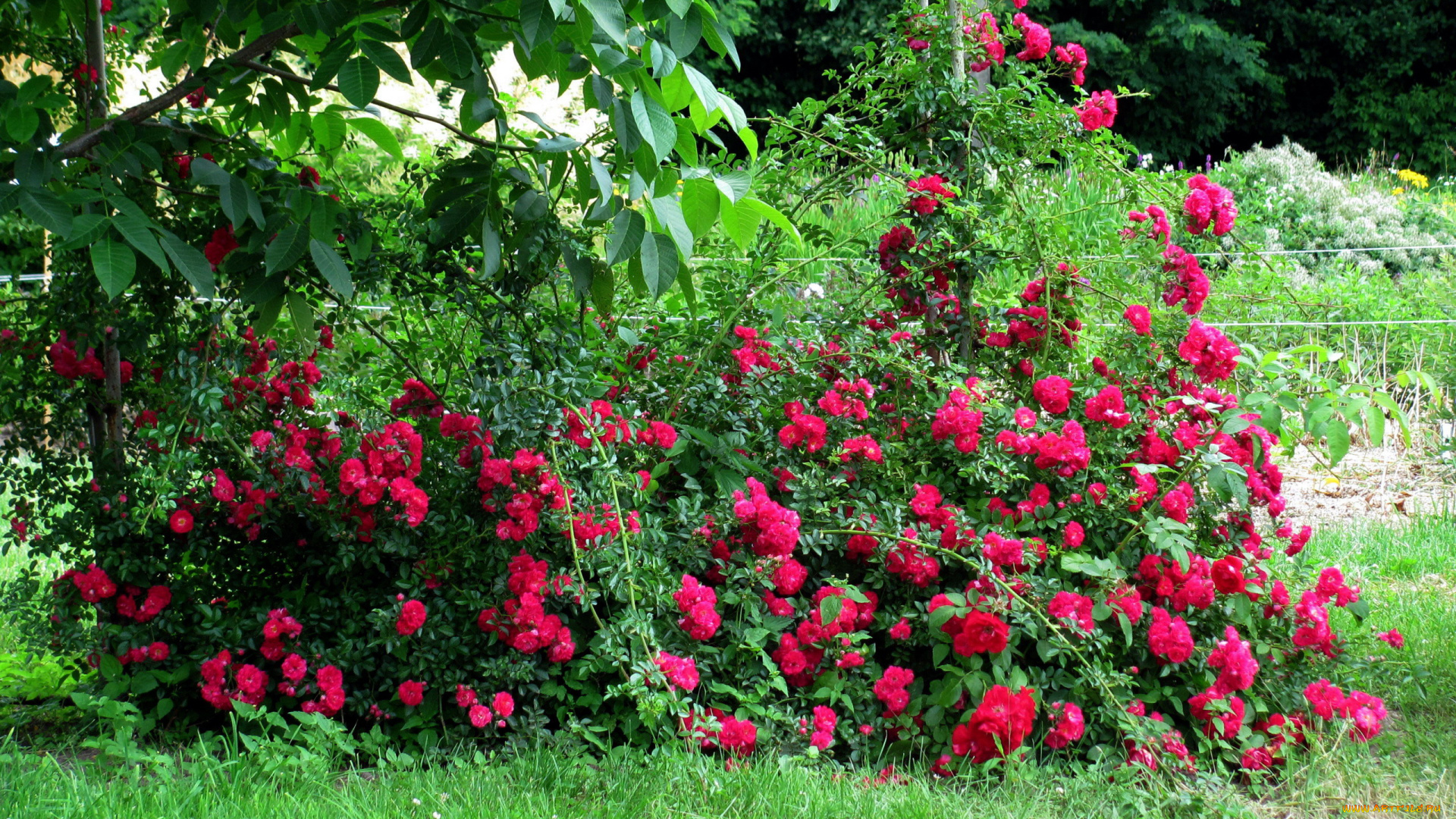 цветы, розы, розовые, куст