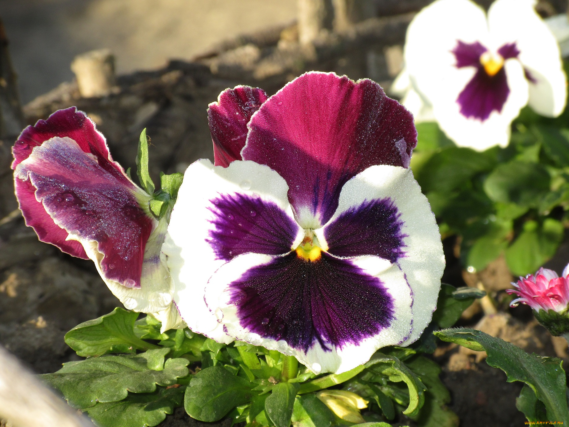 цветы, анютины, глазки, , садовые, фиалки, анютины, глазки