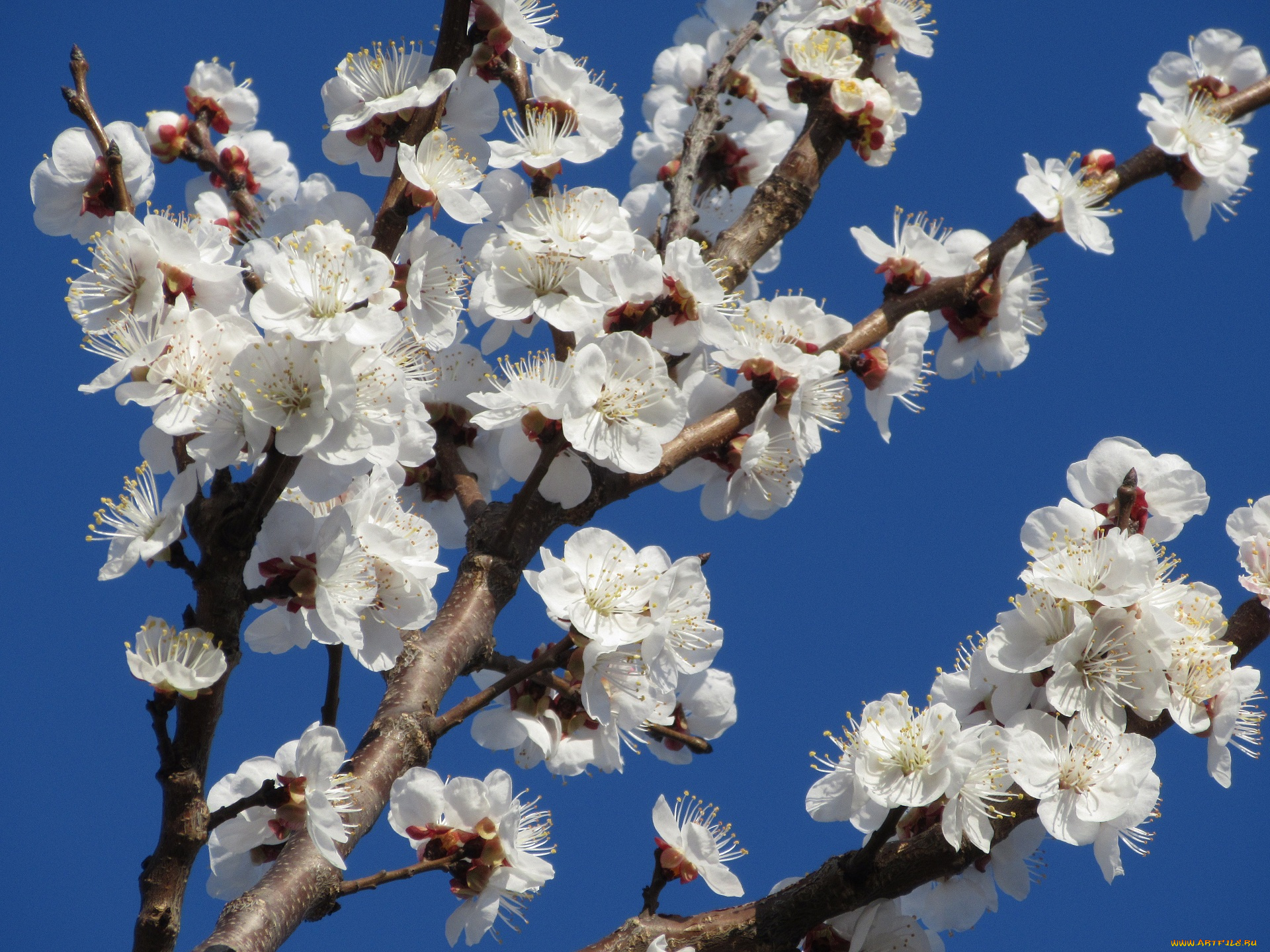 цветы, цветущие, деревья, , , кустарники, абрикос