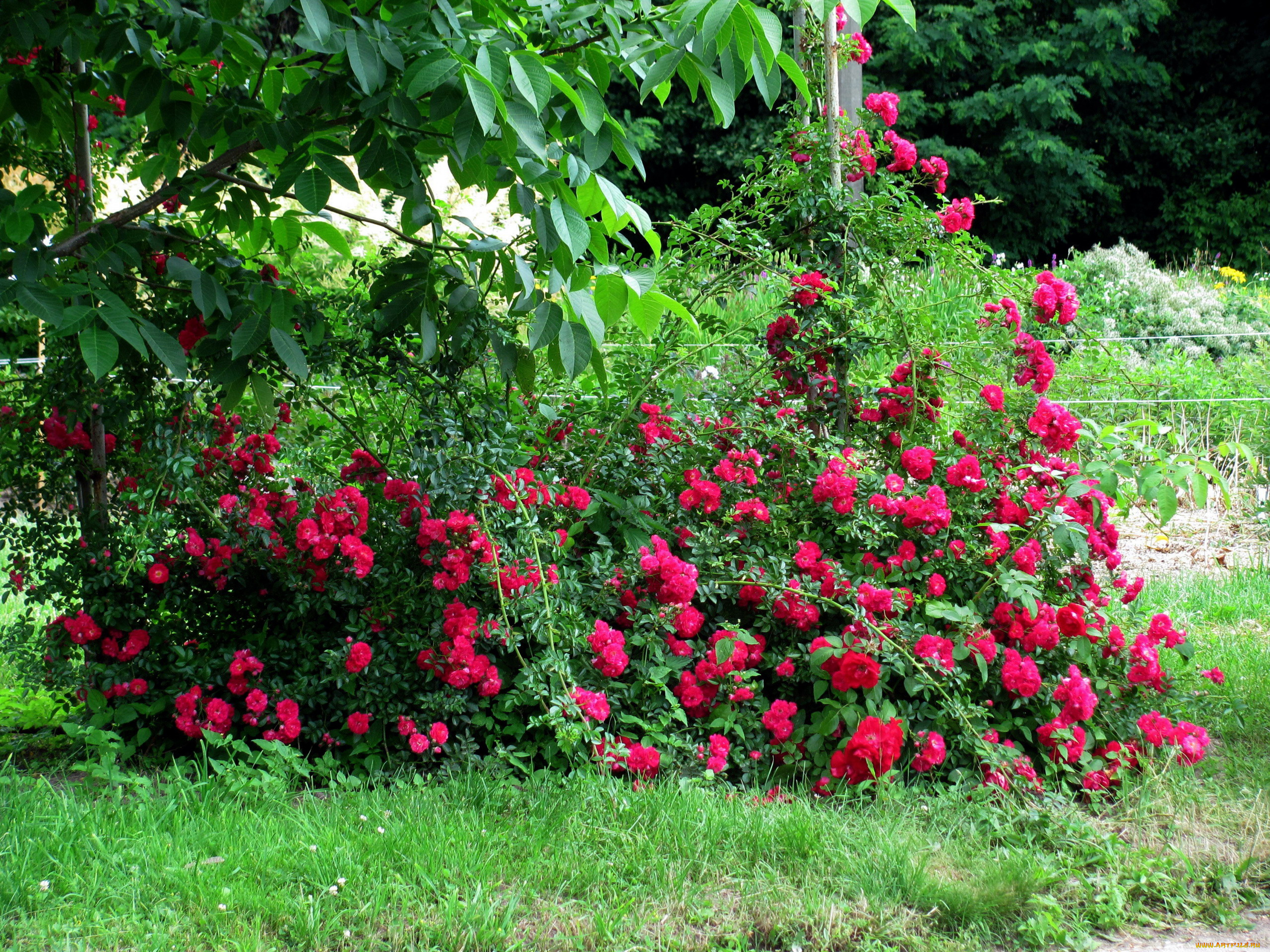 цветы, розы, розовые, куст