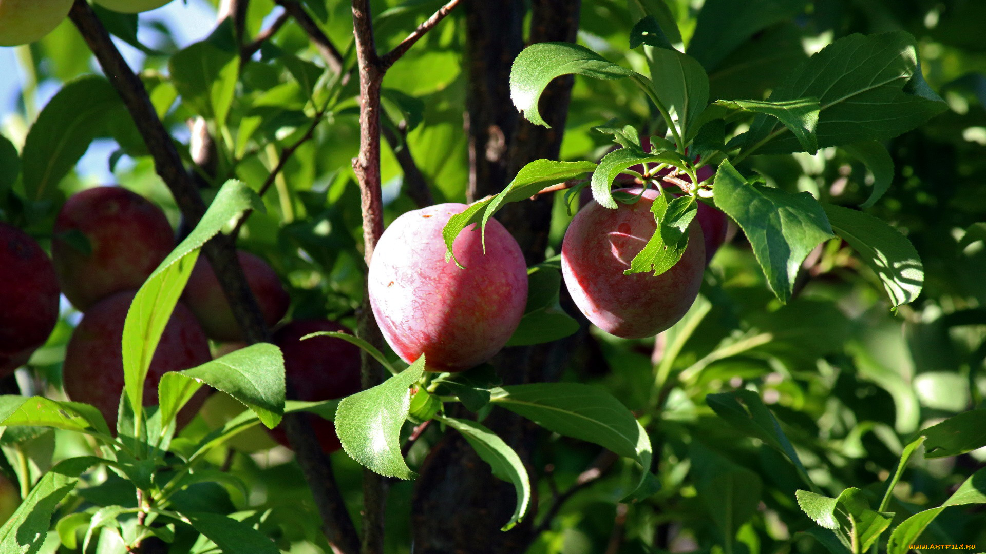 природа, плоды, сливы