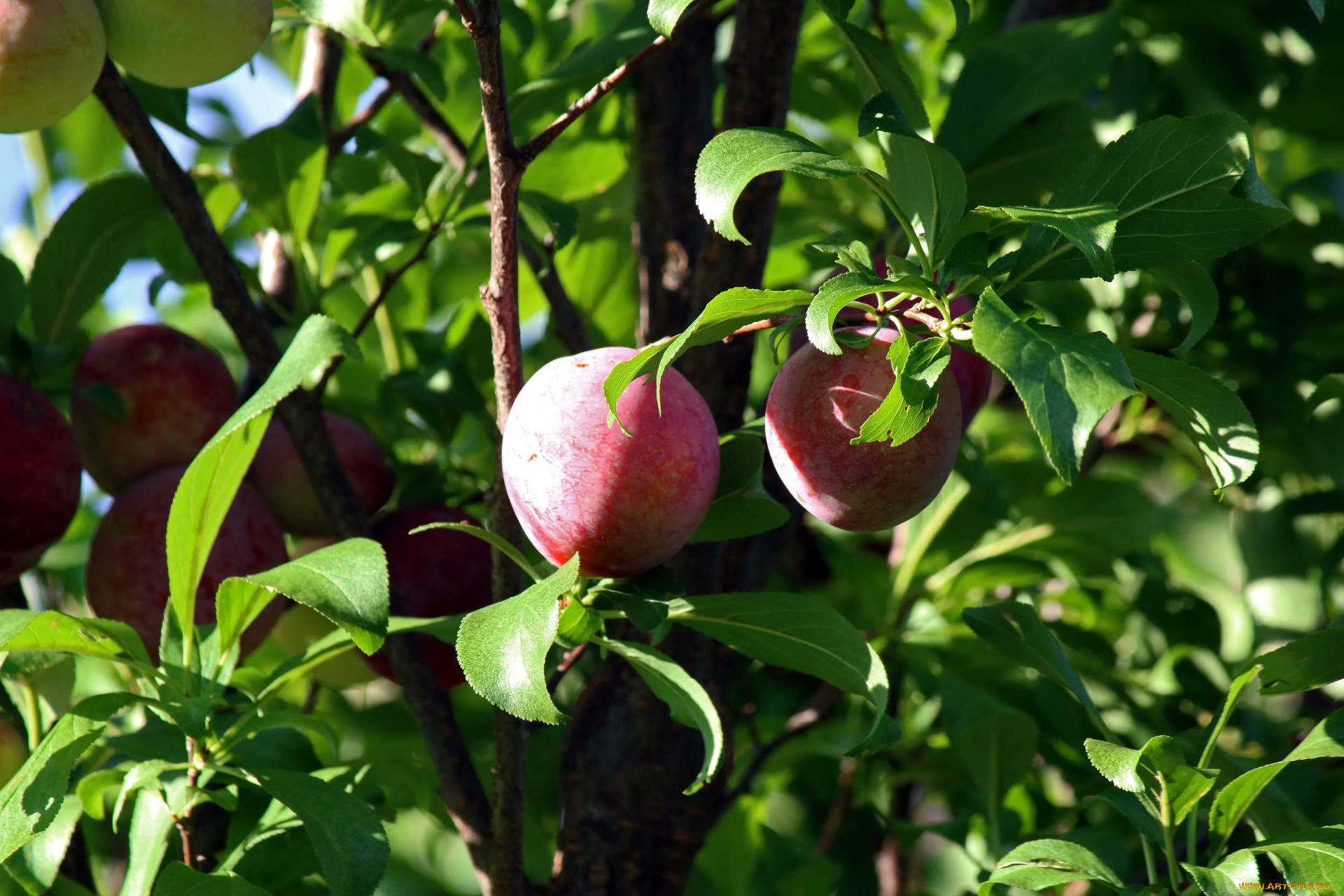 природа, плоды, сливы