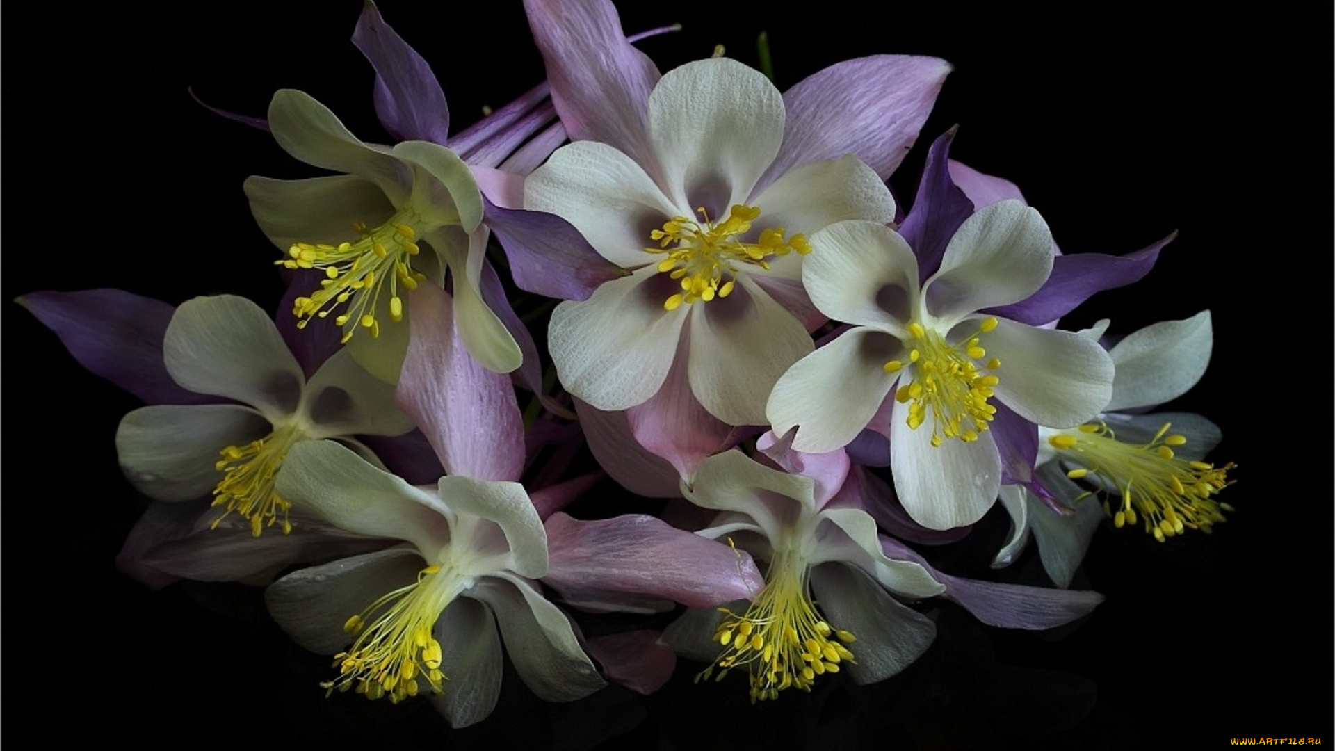 цветы, аквилегия, , водосбор, черный, фон, аквилегия, макро