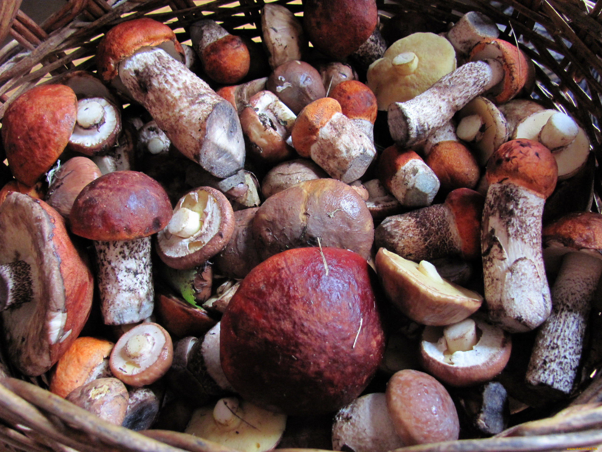 еда, грибы, , грибные, блюда, маслята, подосиновики