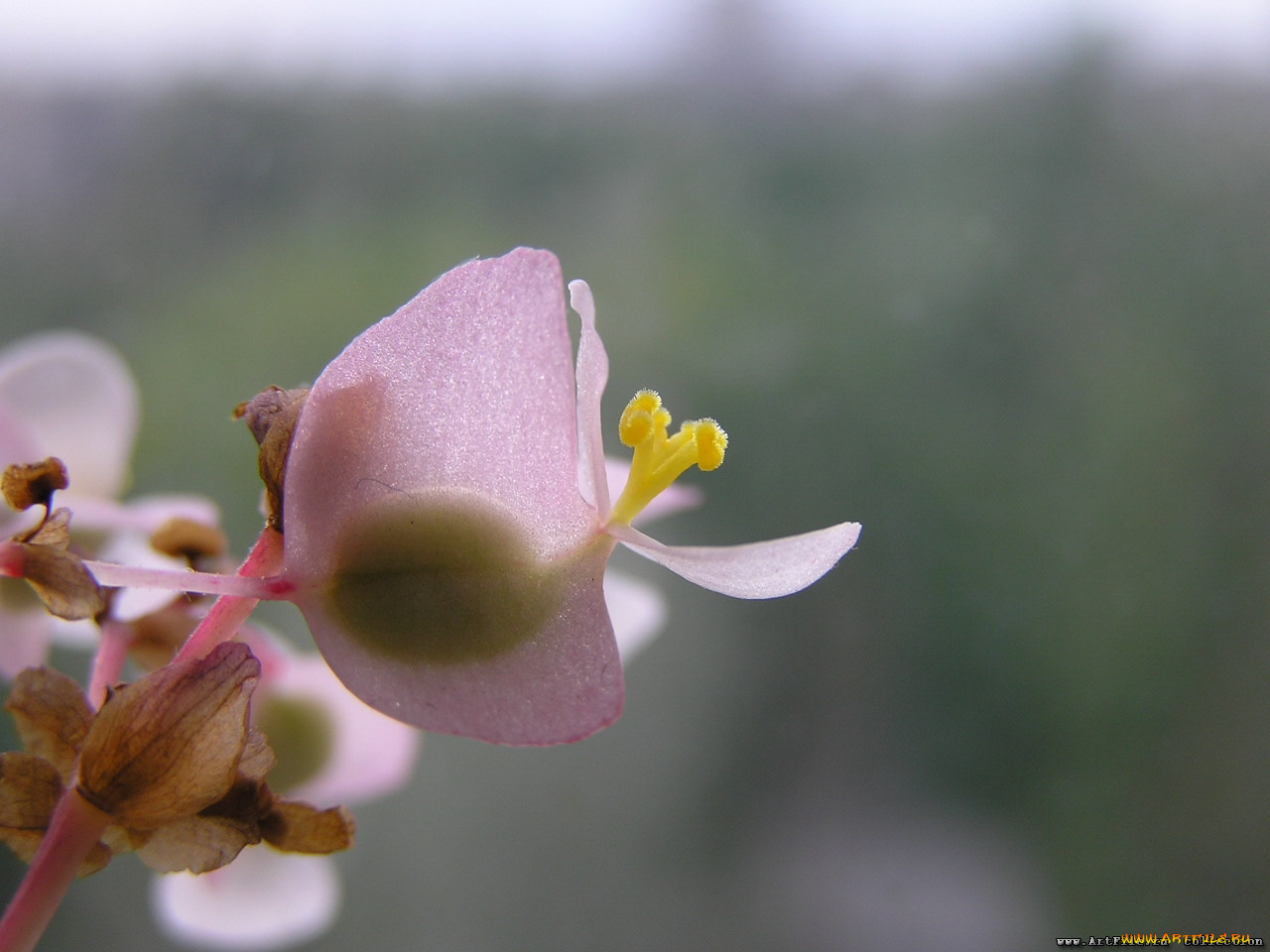 нежность, цветы, бегония